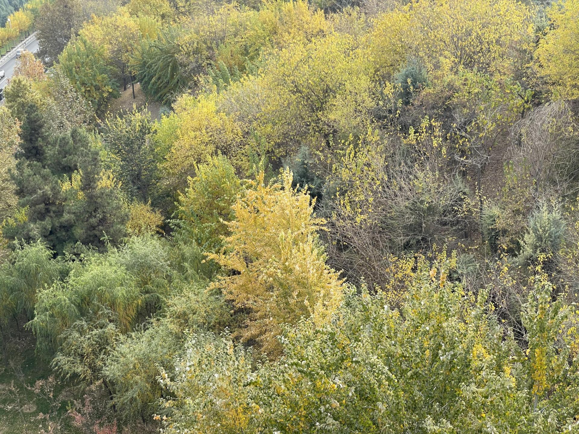 نمونه عکس دوربین تله فوتو آیفون ۱۲ پرو اپل در طول روز - شاخ و برگ درختان اطراف پل طبیعت تهران