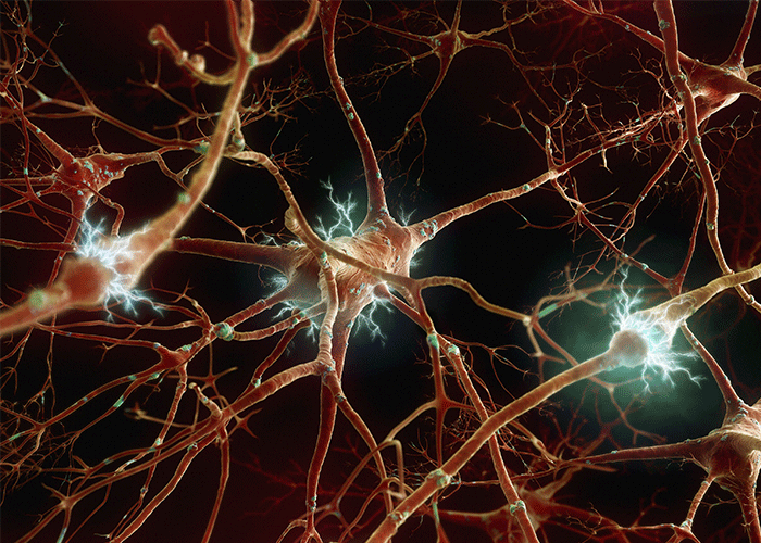 سیستم عصبی نورون سیناپس