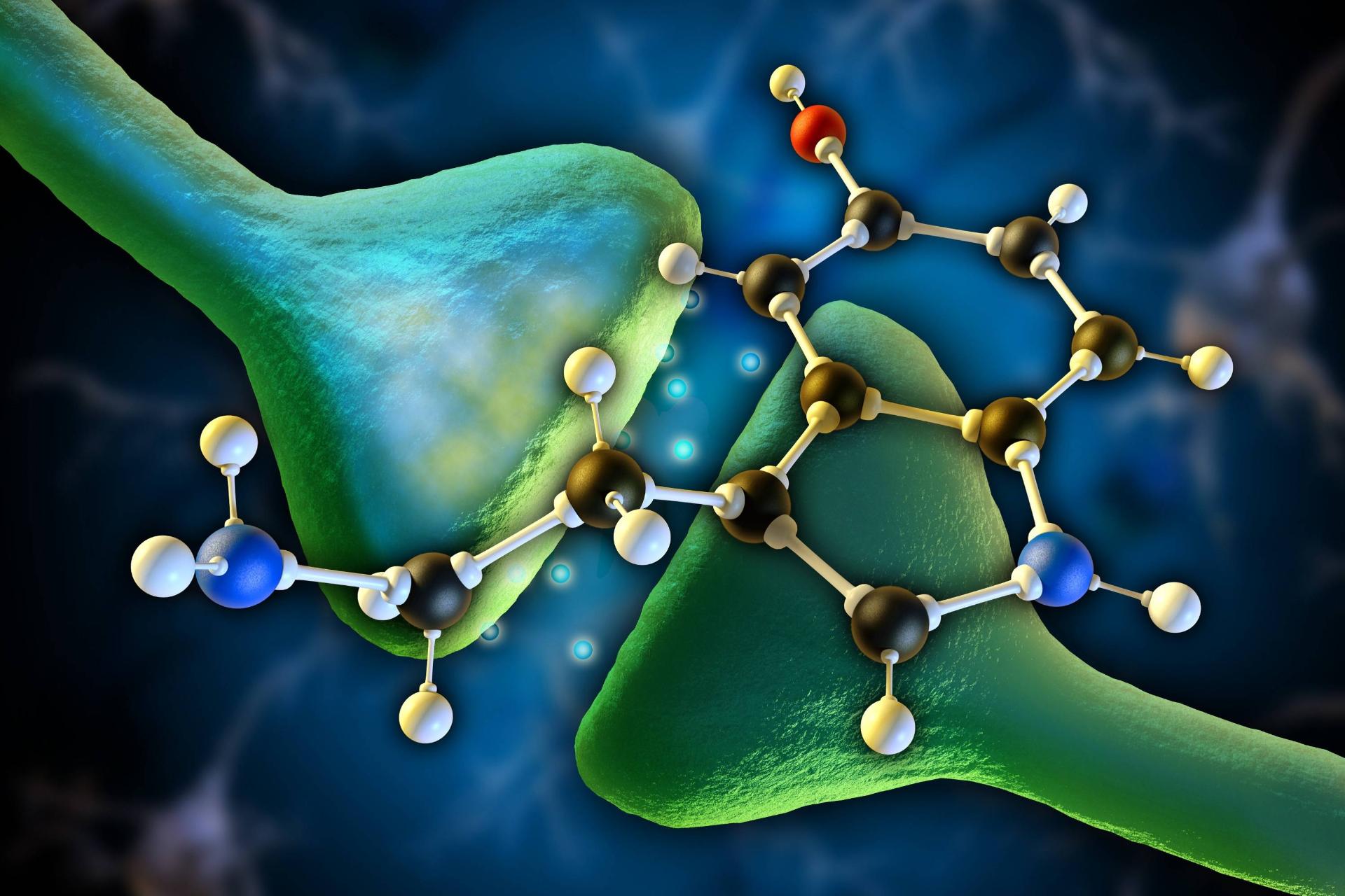 شناسایی مناطقی از مغز که در آن‌ها سروتونین موجب افزایش صبر می‌شود
