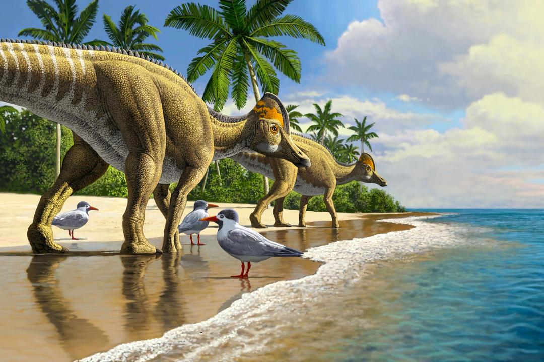 coolest dinosaur findings of 2020/کشف های جالب دایناسورها