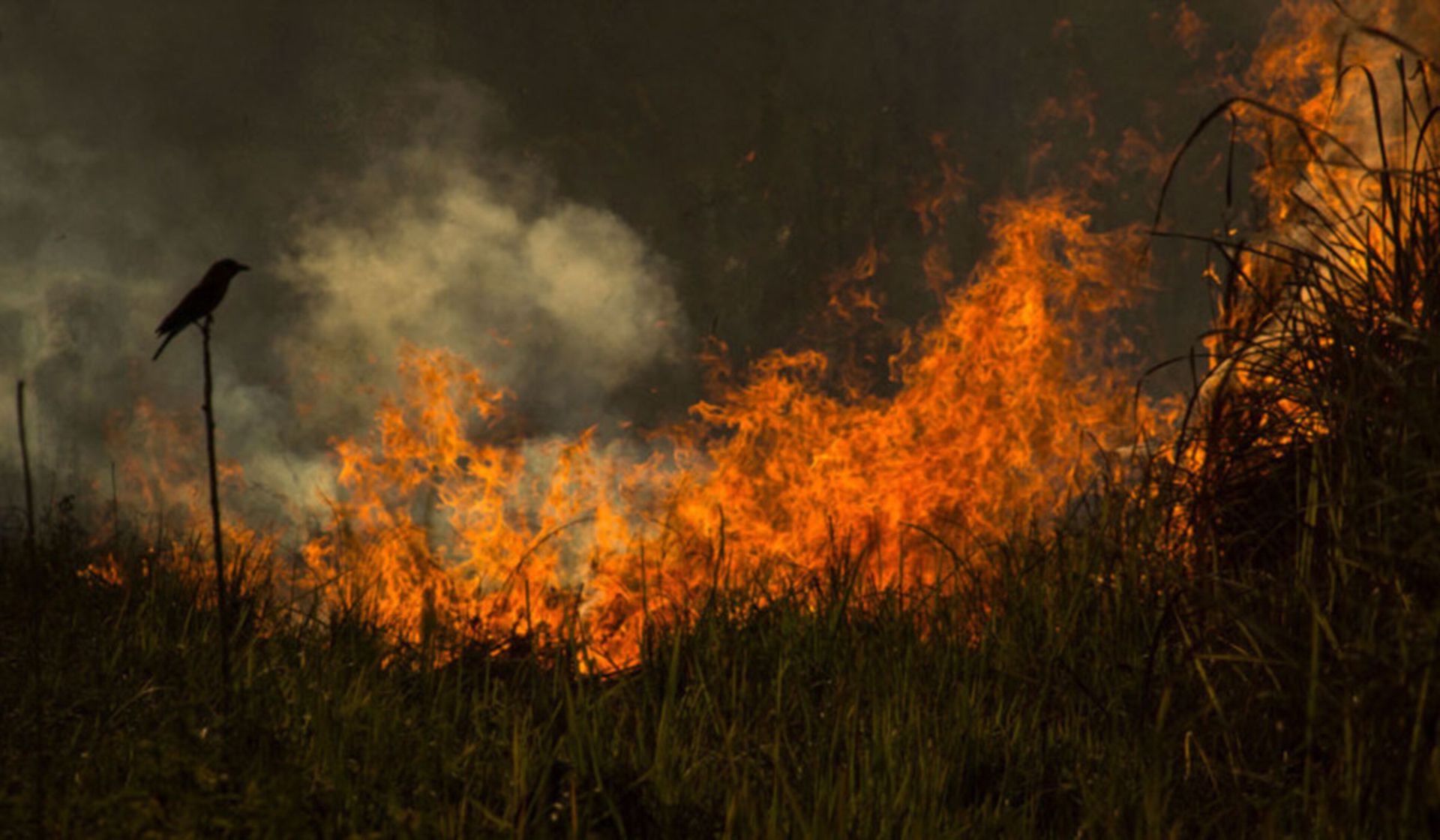برندگان مسابقه عکاس پرندگان ۲۰۲۰