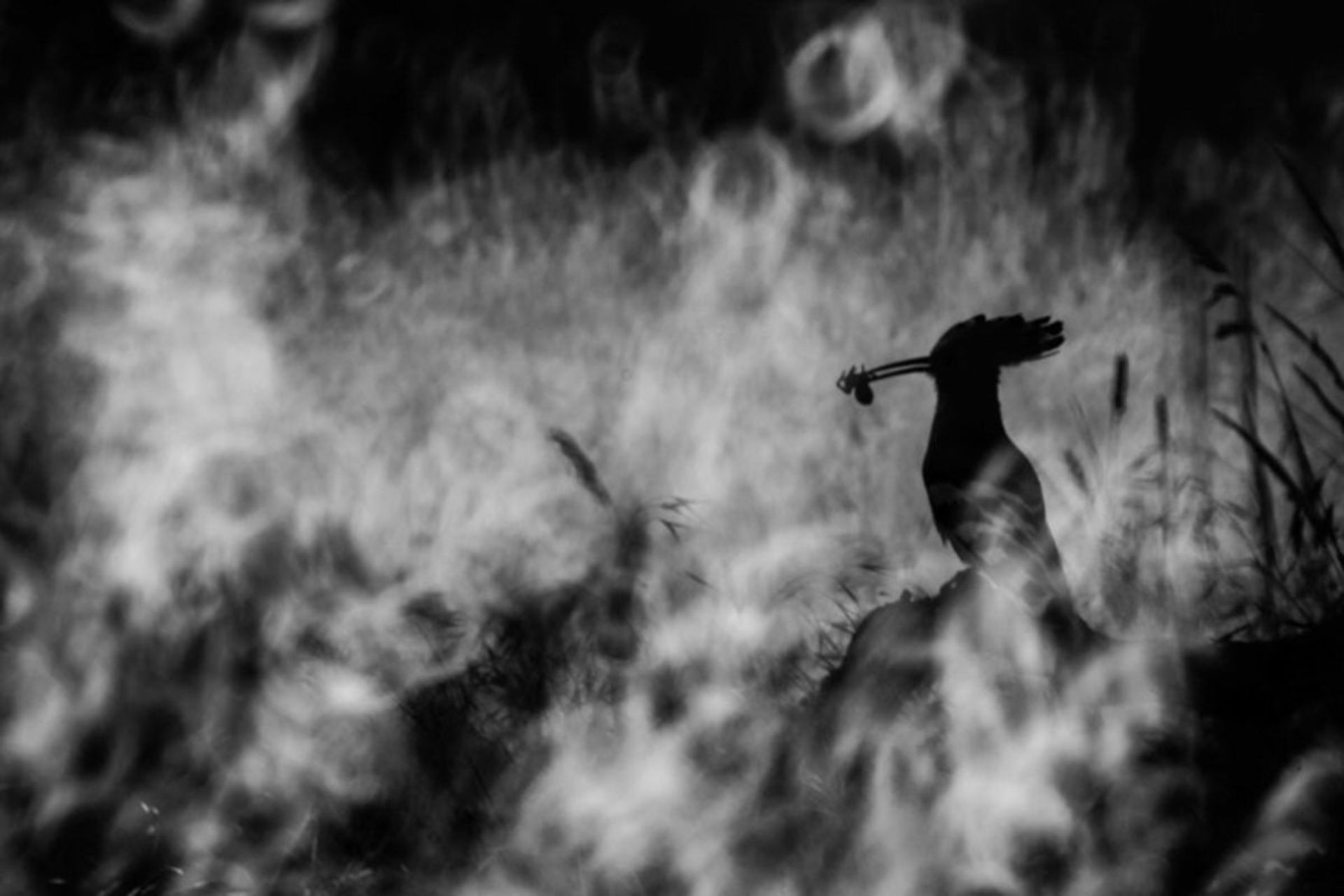 برندگان مسابقه عکاس پرندگان ۲۰۲۰