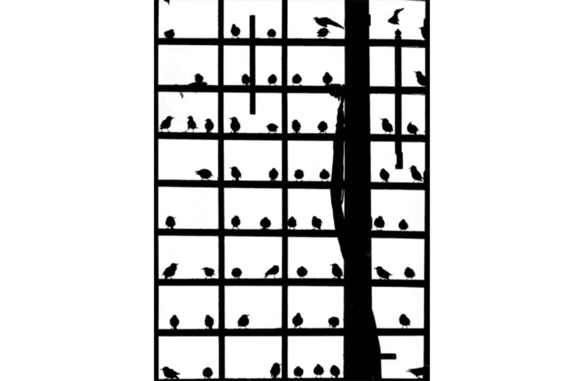 برندگان مسابقه عکاس پرندگان ۲۰۲۰