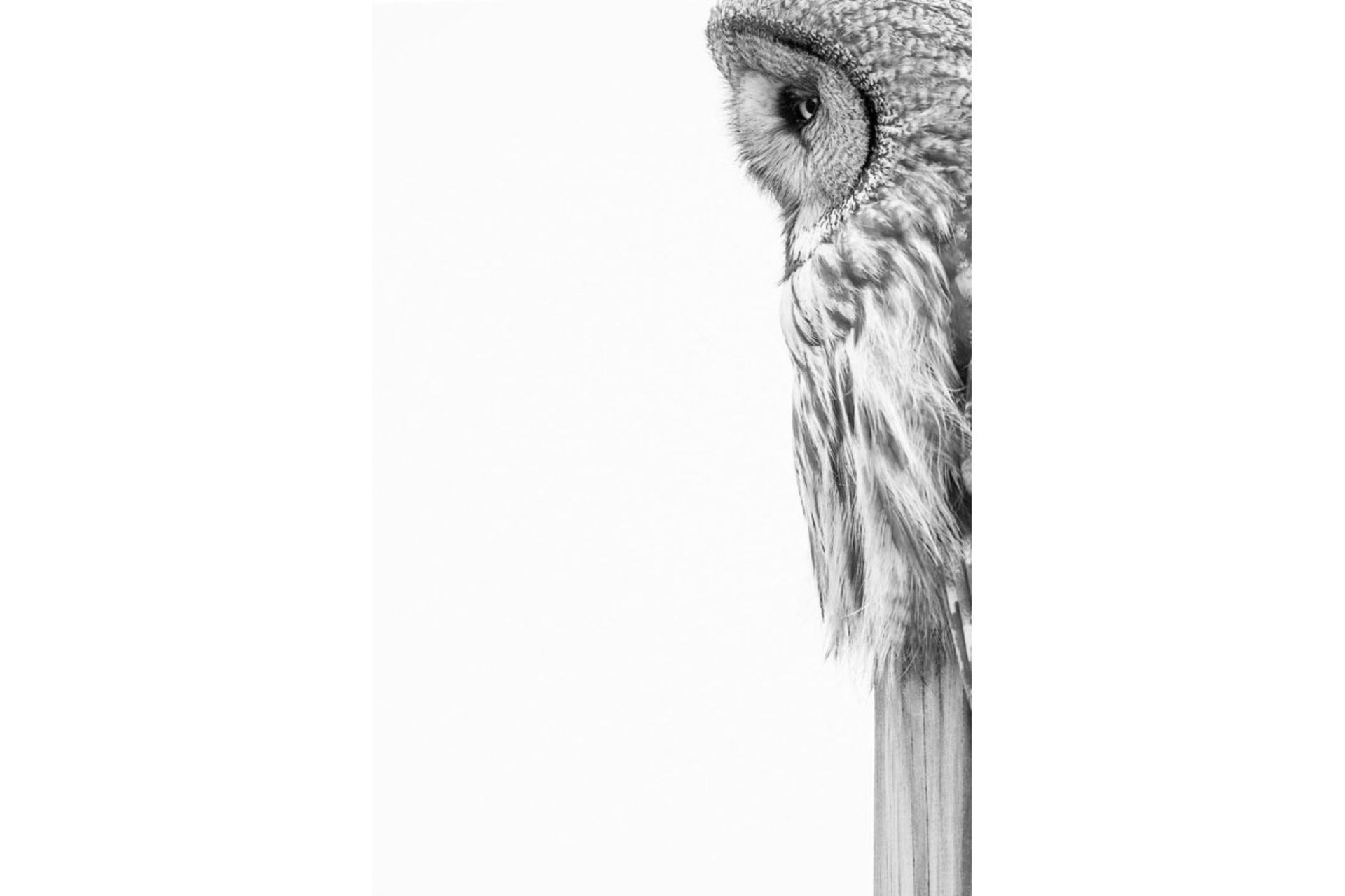 برندگان مسابقه عکاس پرندگان ۲۰۲۰