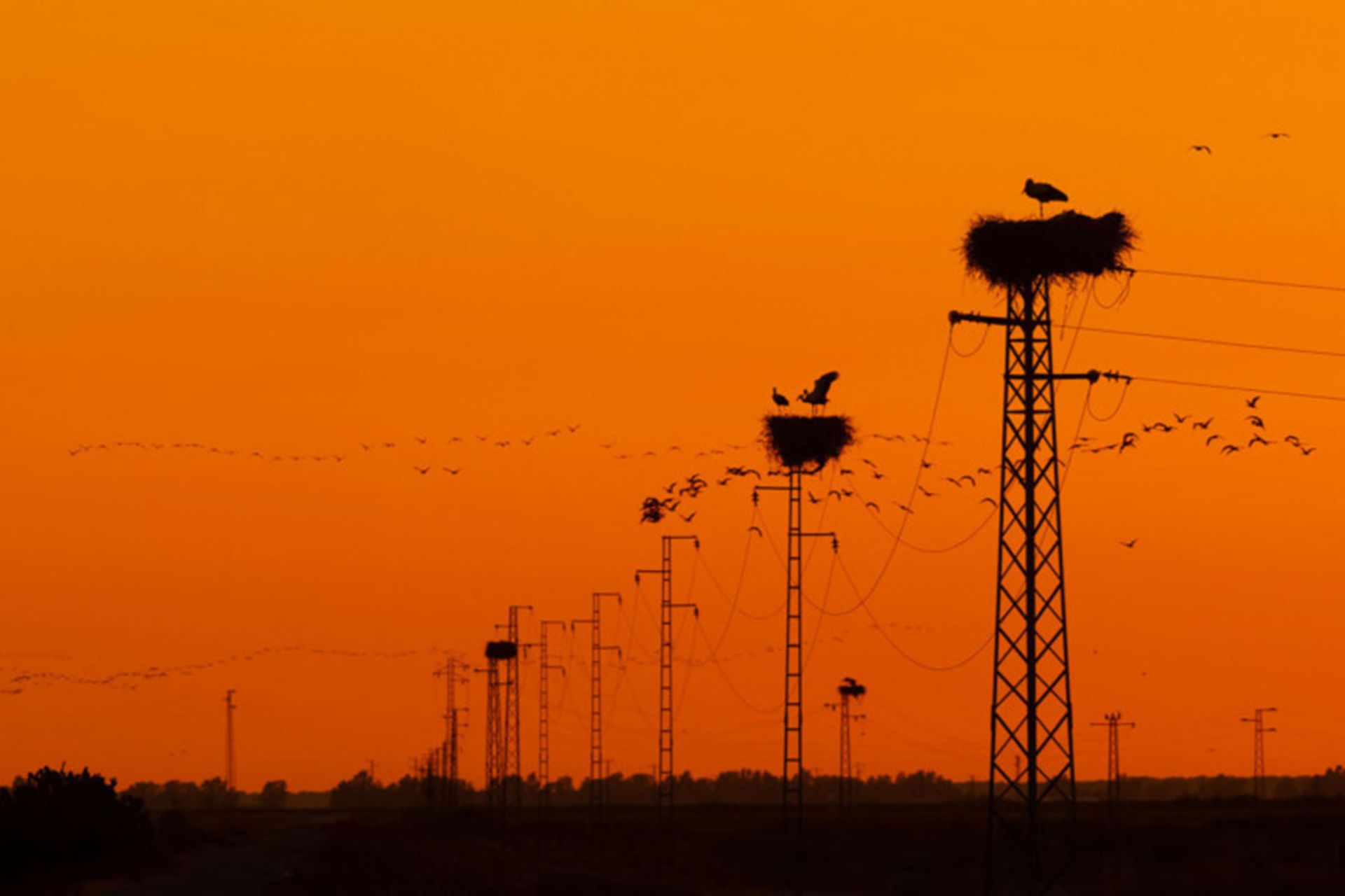 برندگان مسابقه عکاس پرندگان ۲۰۲۰