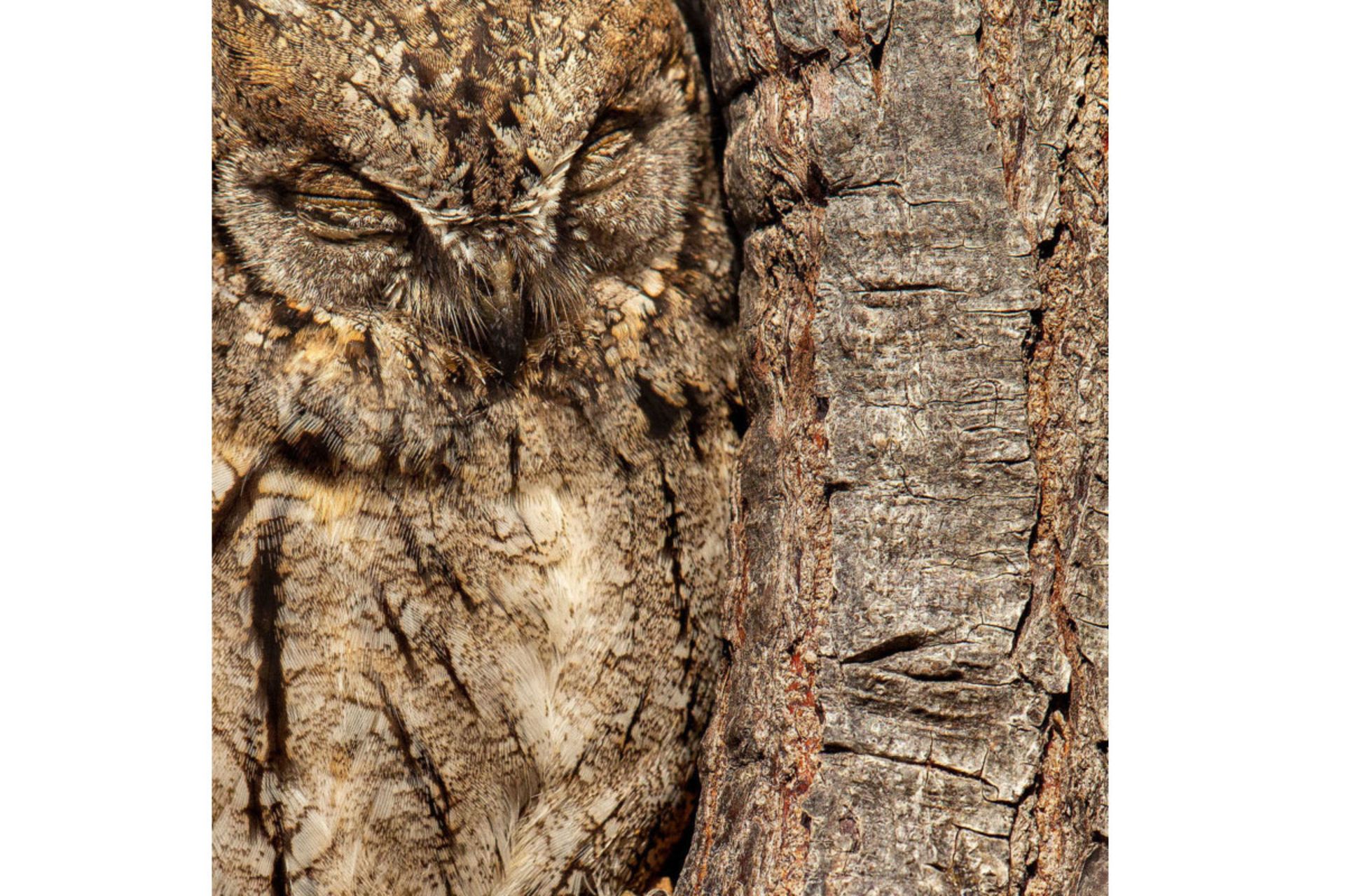 برندگان مسابقه عکاس پرندگان ۲۰۲۰