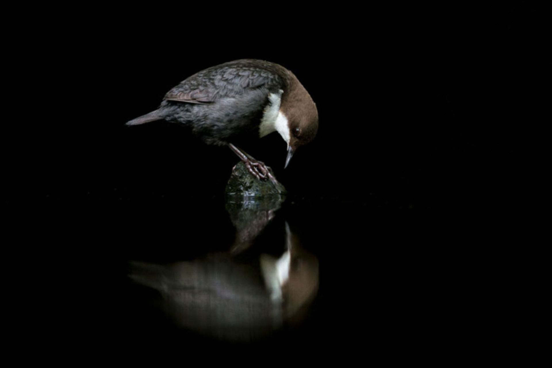 برندگان مسابقه عکاس پرندگان ۲۰۲۰