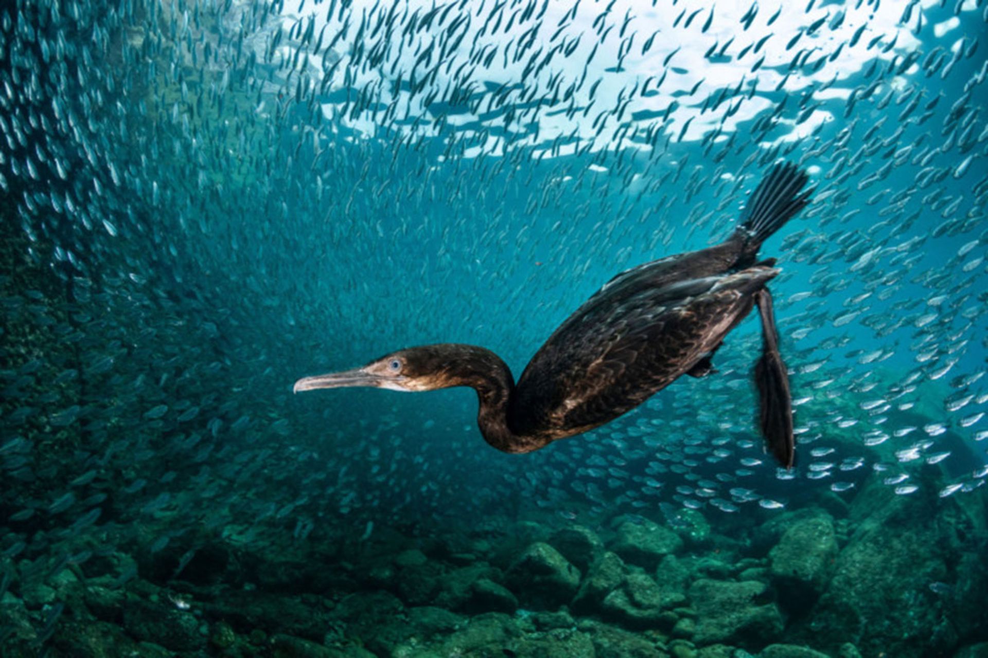 برندگان مسابقه عکاس پرندگان ۲۰۲۰