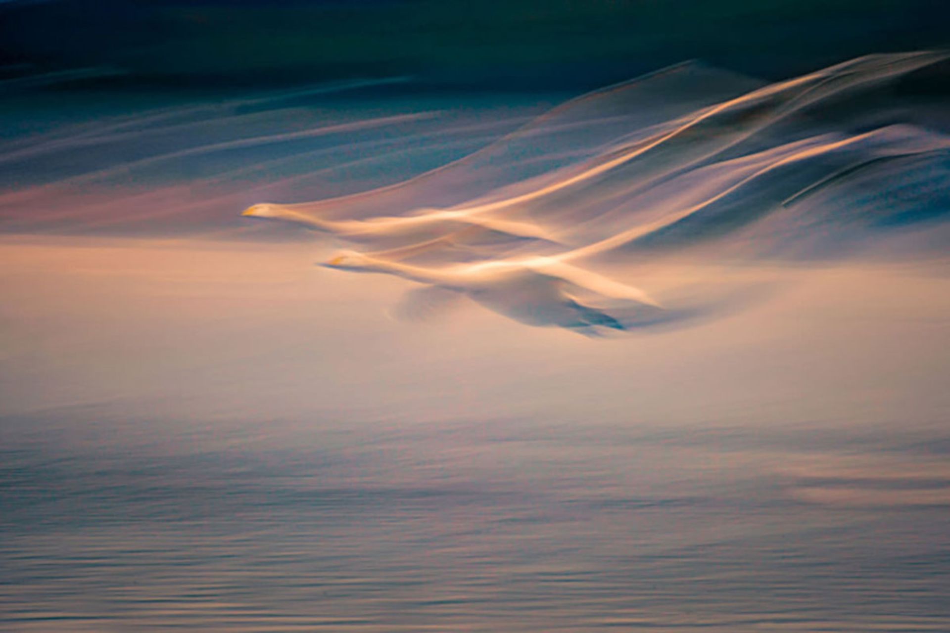 برندگان مسابقه عکاس پرندگان ۲۰۲۰