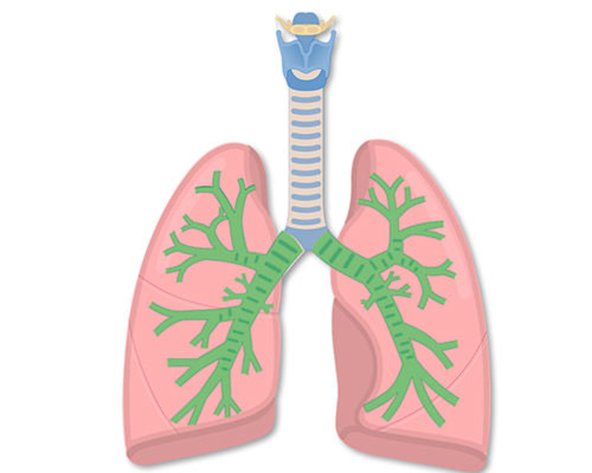 نای نایژه نایژک