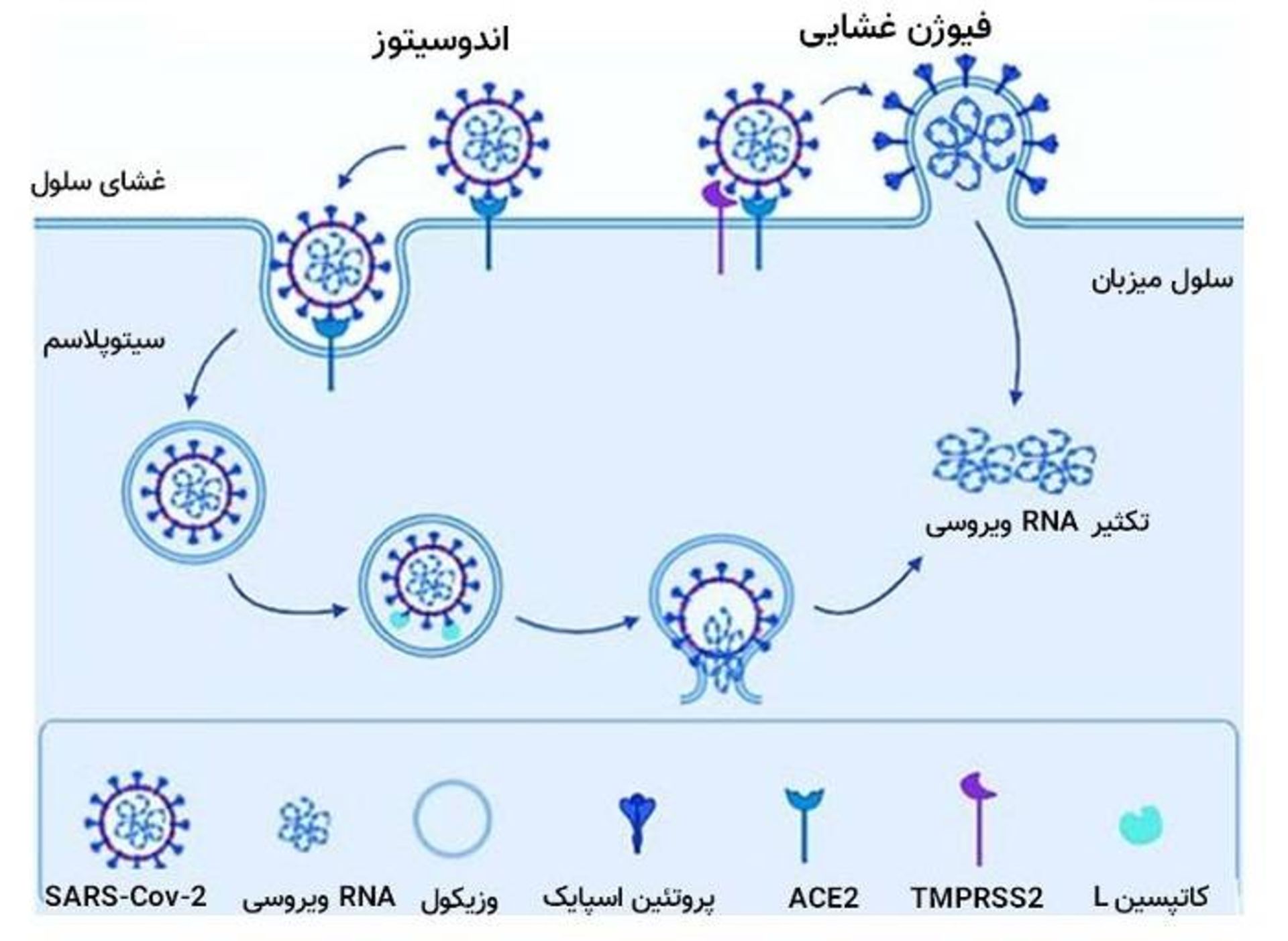 مرجع متخصصين ايران كرونا چگونه وارد سلول ميشود / coronavirus get inside cell