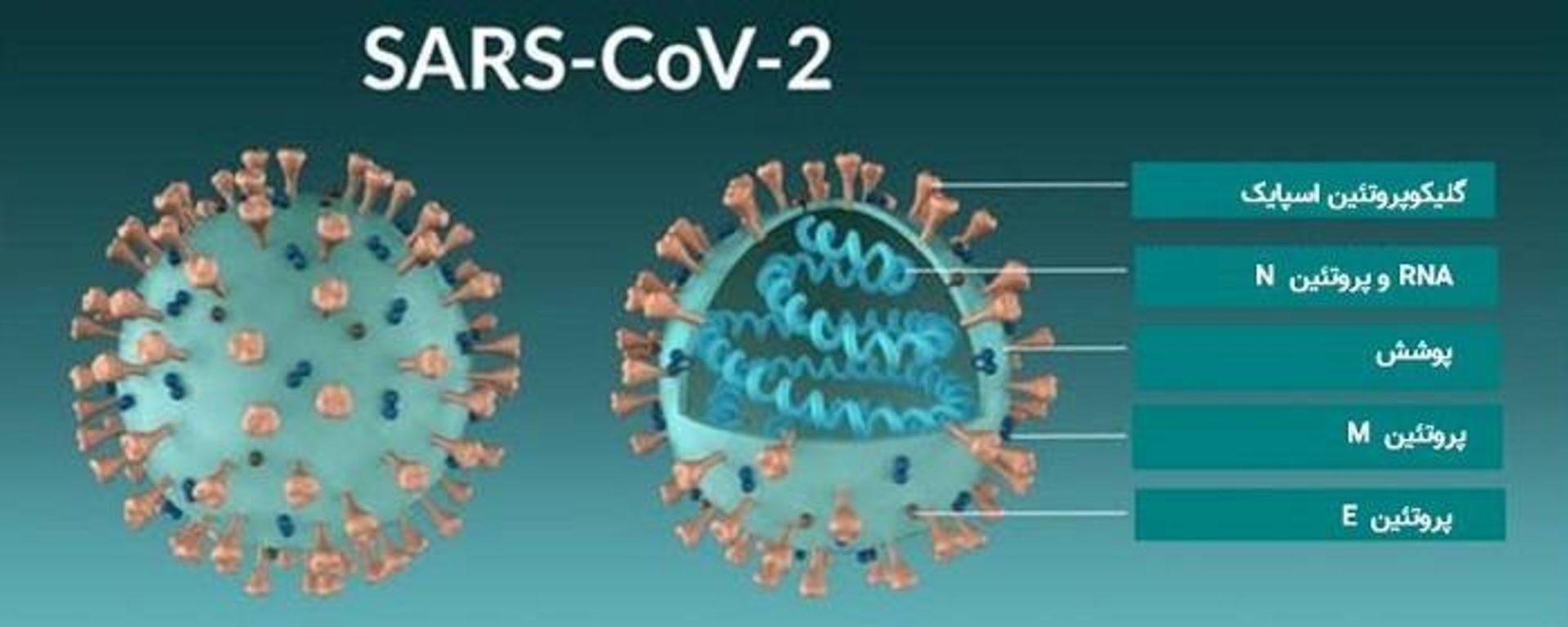 مرجع متخصصين ايران مولكول ويروس كرونا / coronavirus molecule