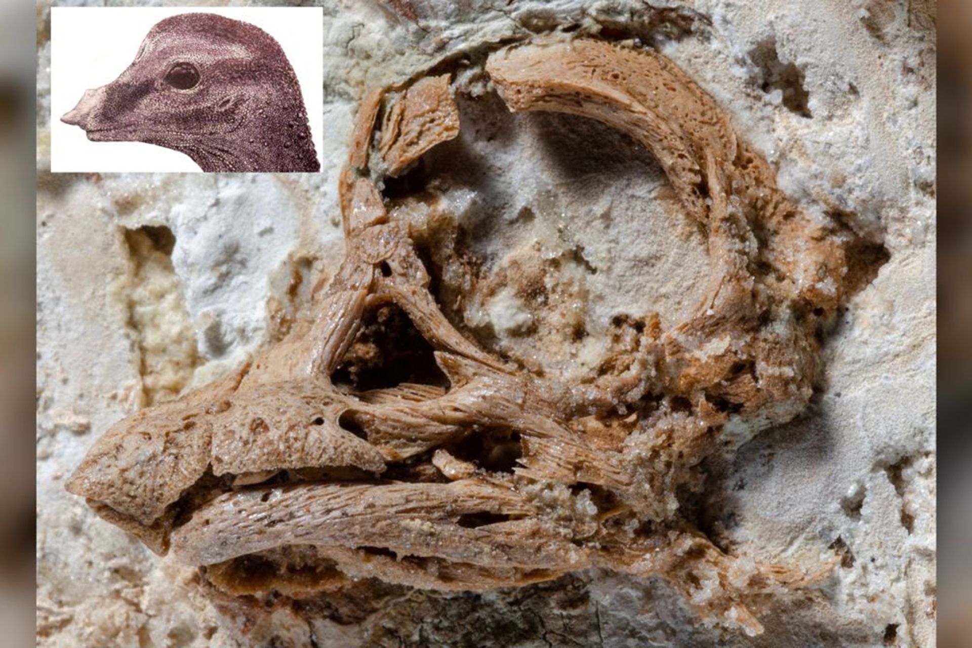 coolest dinosaur findings of 2020/کشف های جالب دایناسورها