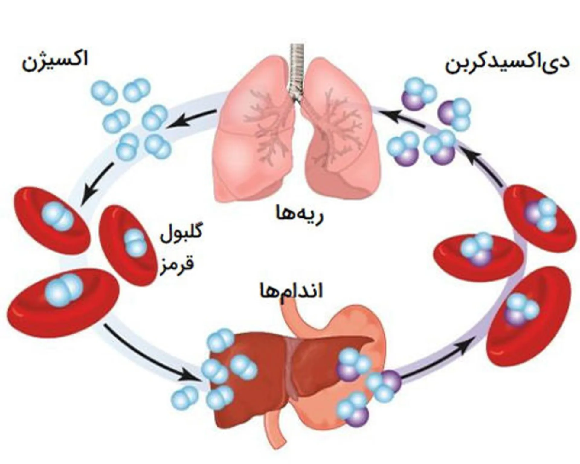 تبادل گازها در بدن