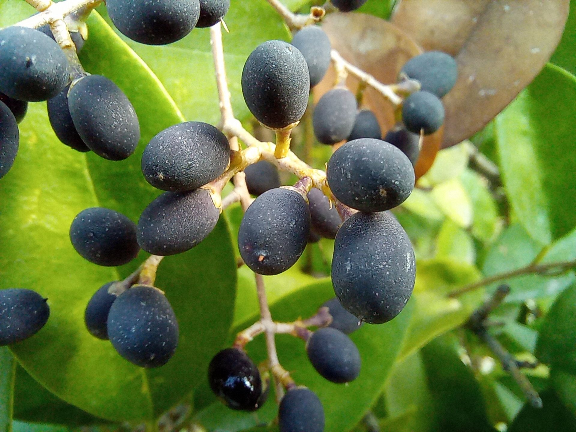 نمونه عکس دوربین ماکرو گوشی هواوی Y9a در طول روز - گیاهی از نگاه نزدیک