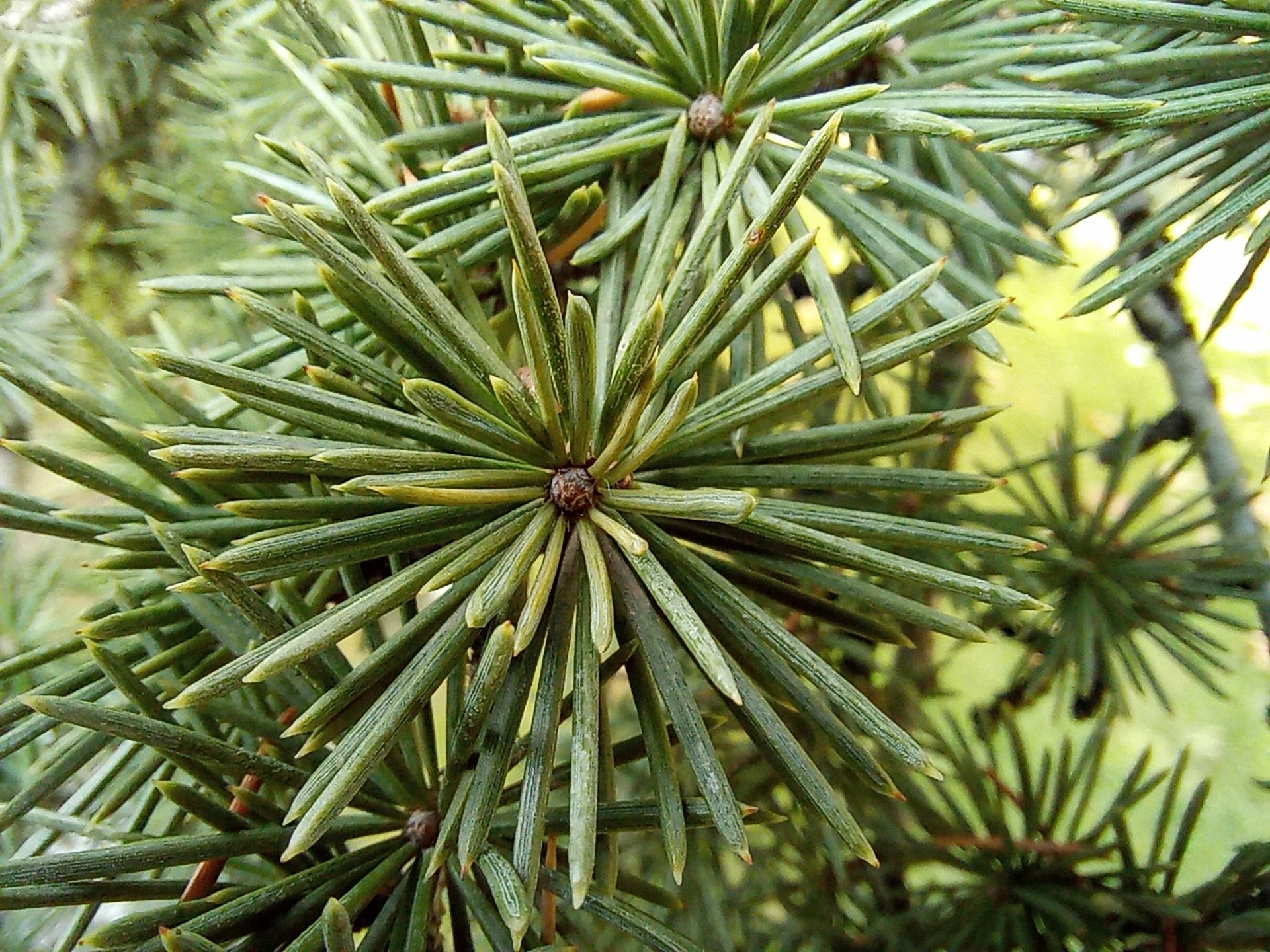 نمونه عکس دوربین ماکرو گوشی هواوی Y9a در طول روز - گیاهی از نگاه نزدیک