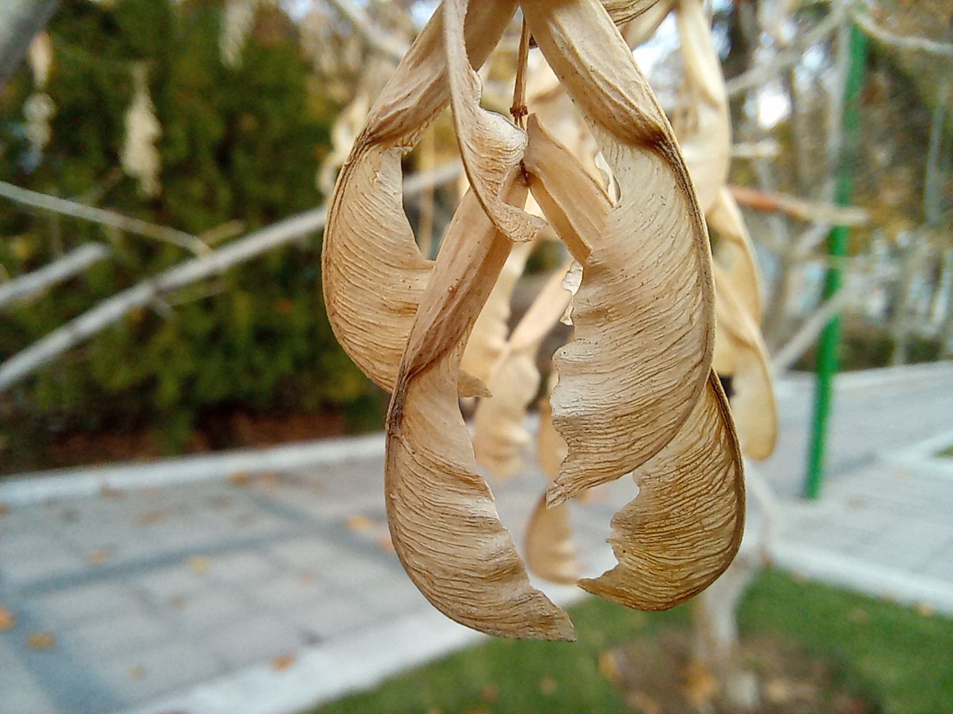 نمونه عکس دوربین ماکرو گوشی هواوی Y9a در طول روز - گیاهی از نگاه نزدیک