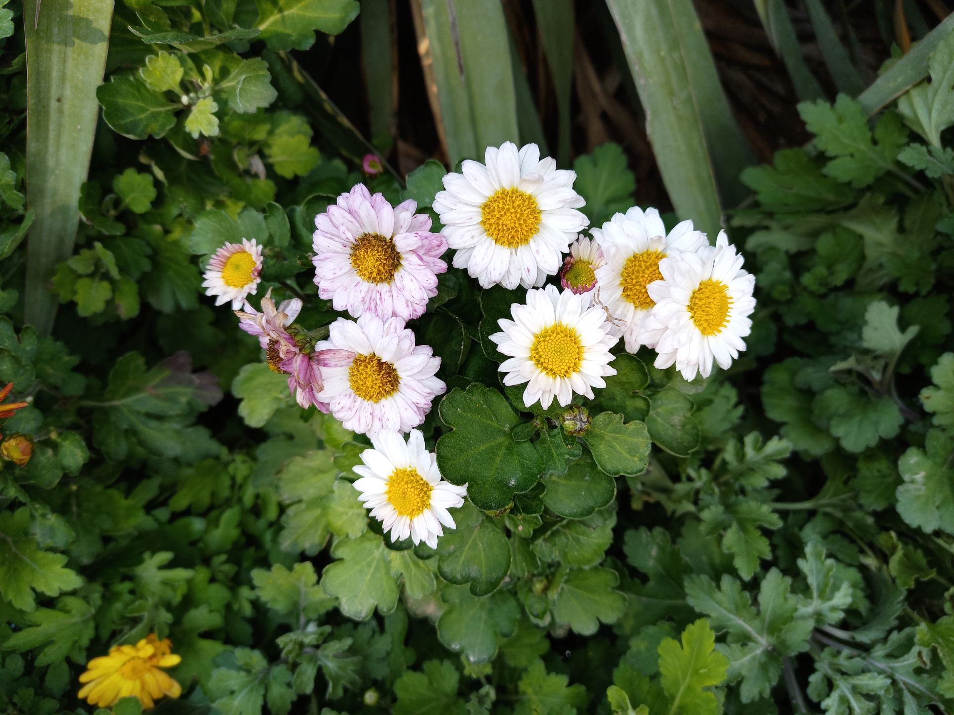 نمونه عکس دوربین اصلی گوشی هواوی Y9a در طول روز - گل‌هایی در پارک ملت تهران