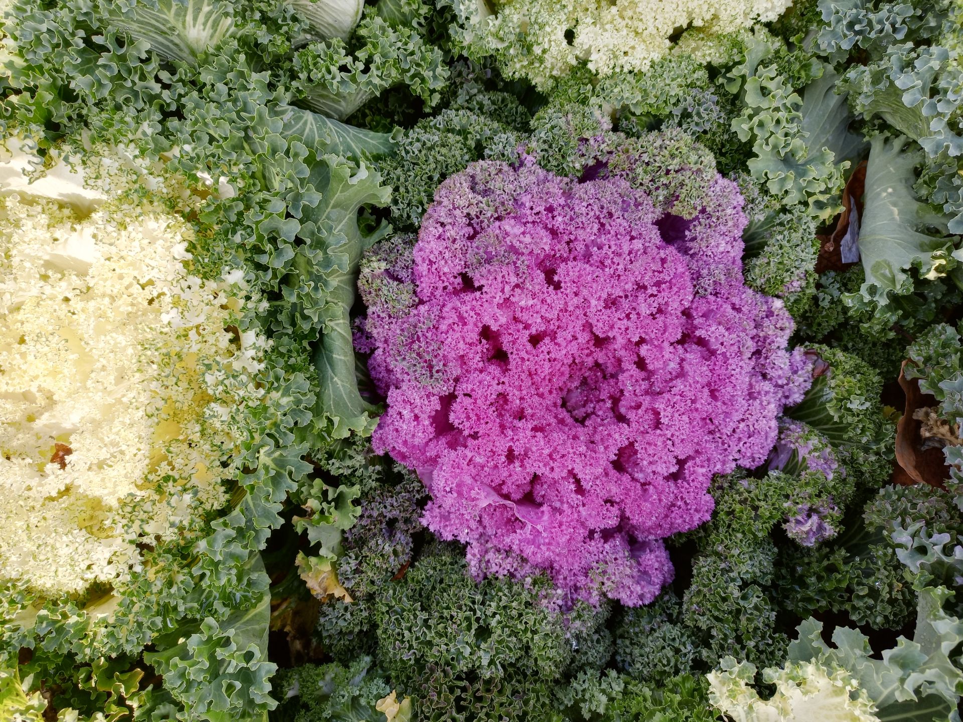 نمونه عکس دوربین اصلی گوشی هواوی Y9a در طول روز - گیاهی در پارک ملت تهران