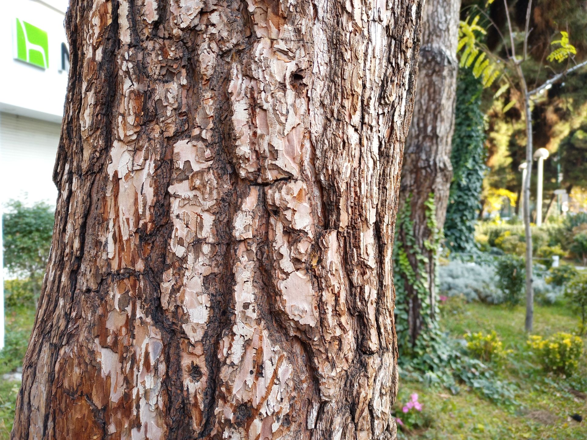 نمونه عکس دوربین اصلی گوشی هواوی Y9a در طول روز - تنه درختی در خیابان جردن تهران