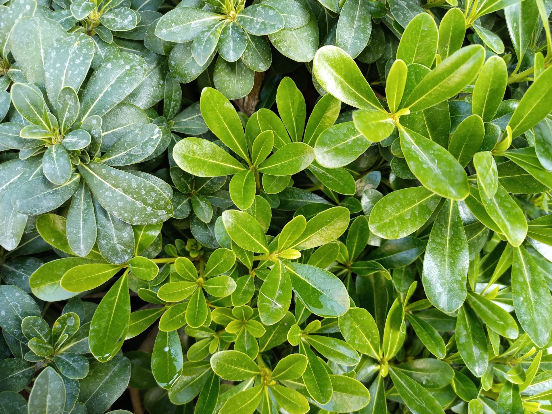 نمونه عکس دوربین اصلی گوشی هواوی Y9a در طول روز - گیاهی از نگاه نزدیک