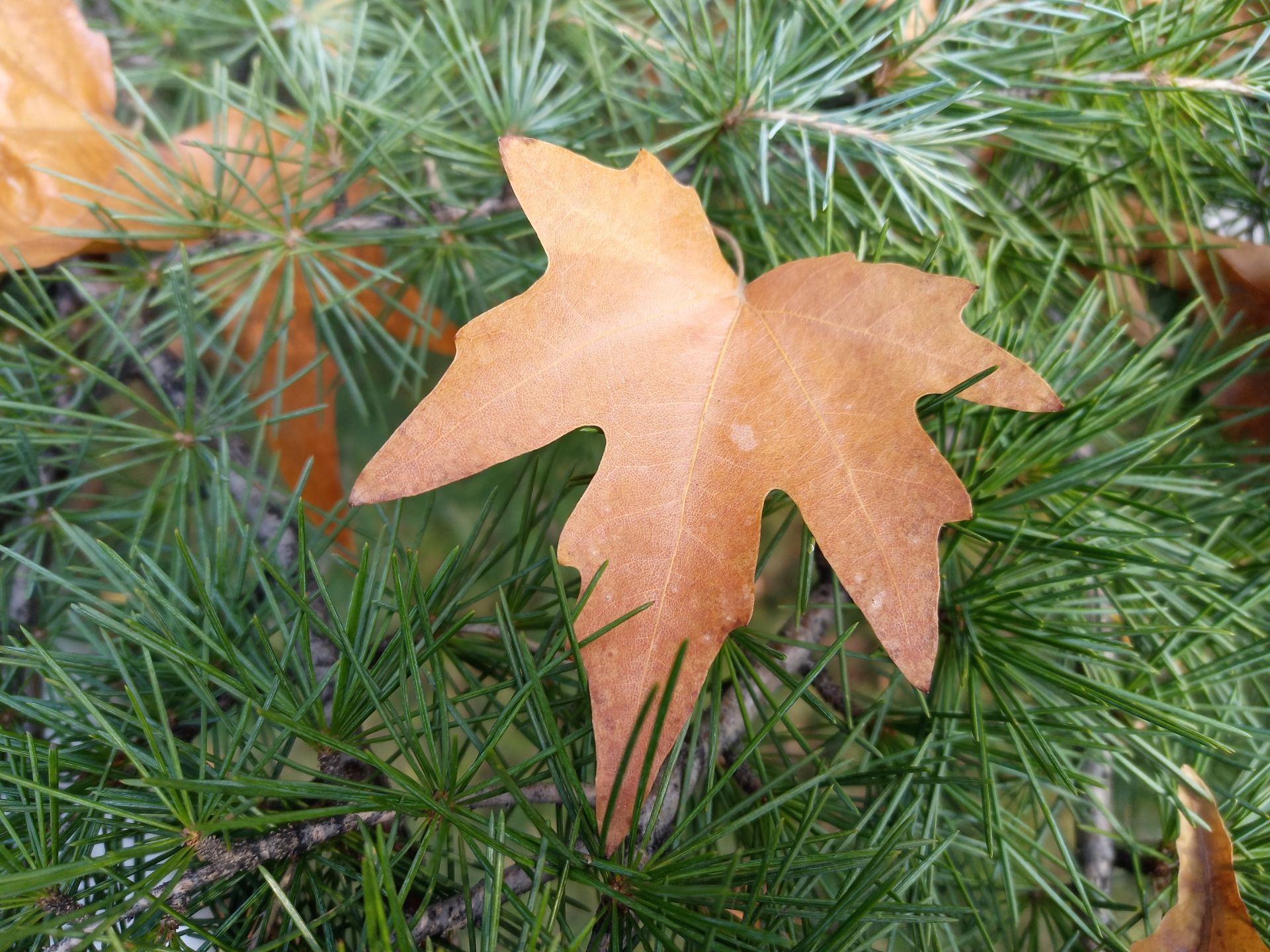 نمونه عکس دوربین اصلی گوشی هواوی Y9a در طول روز - برگ پاییزی در پارک ملت تهران