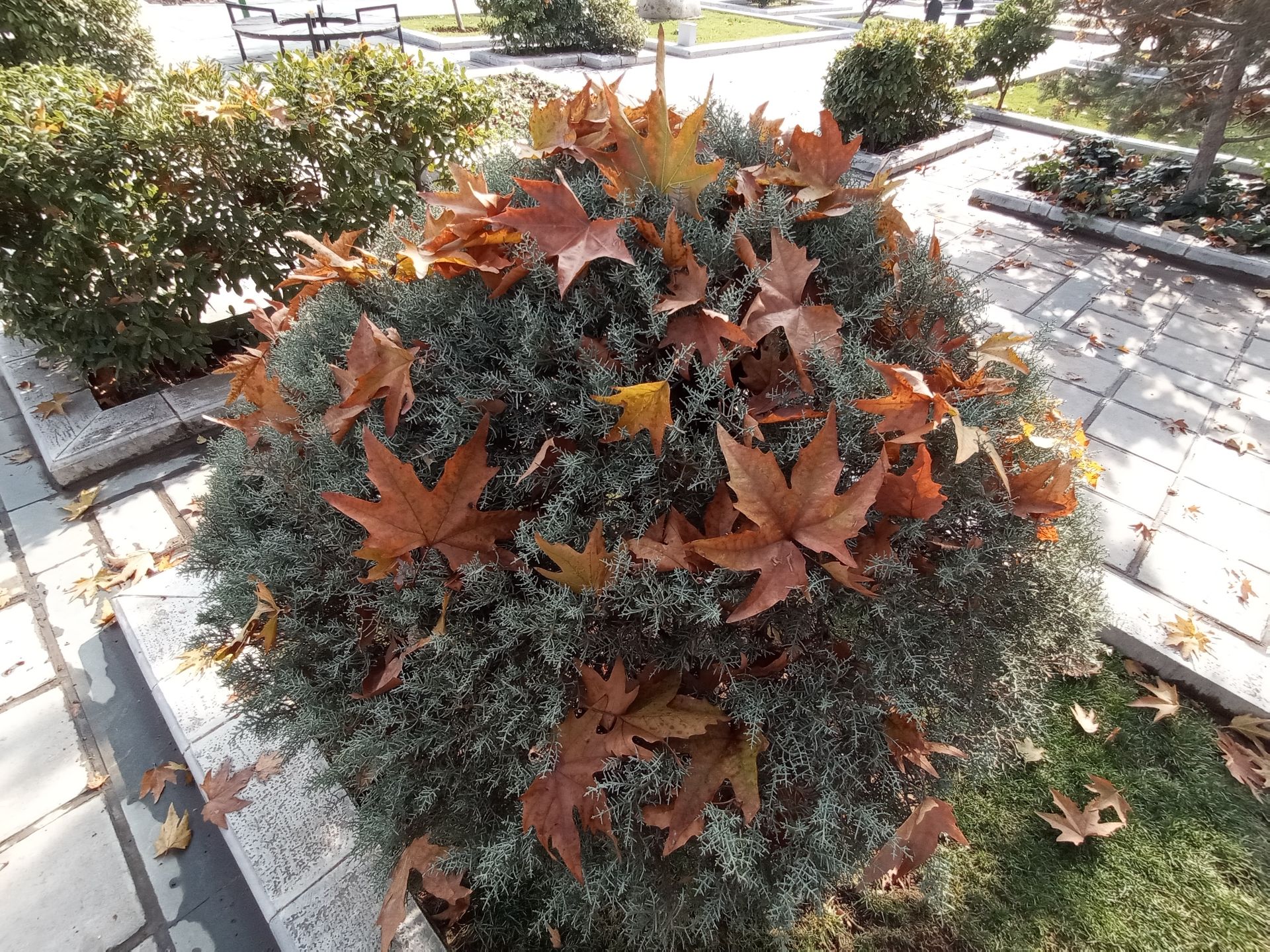 نمونه عکس دوربین اولتراواید گوشی هواوی Y9a در طول روز - درختچه‌ای در پارک ملت تهران