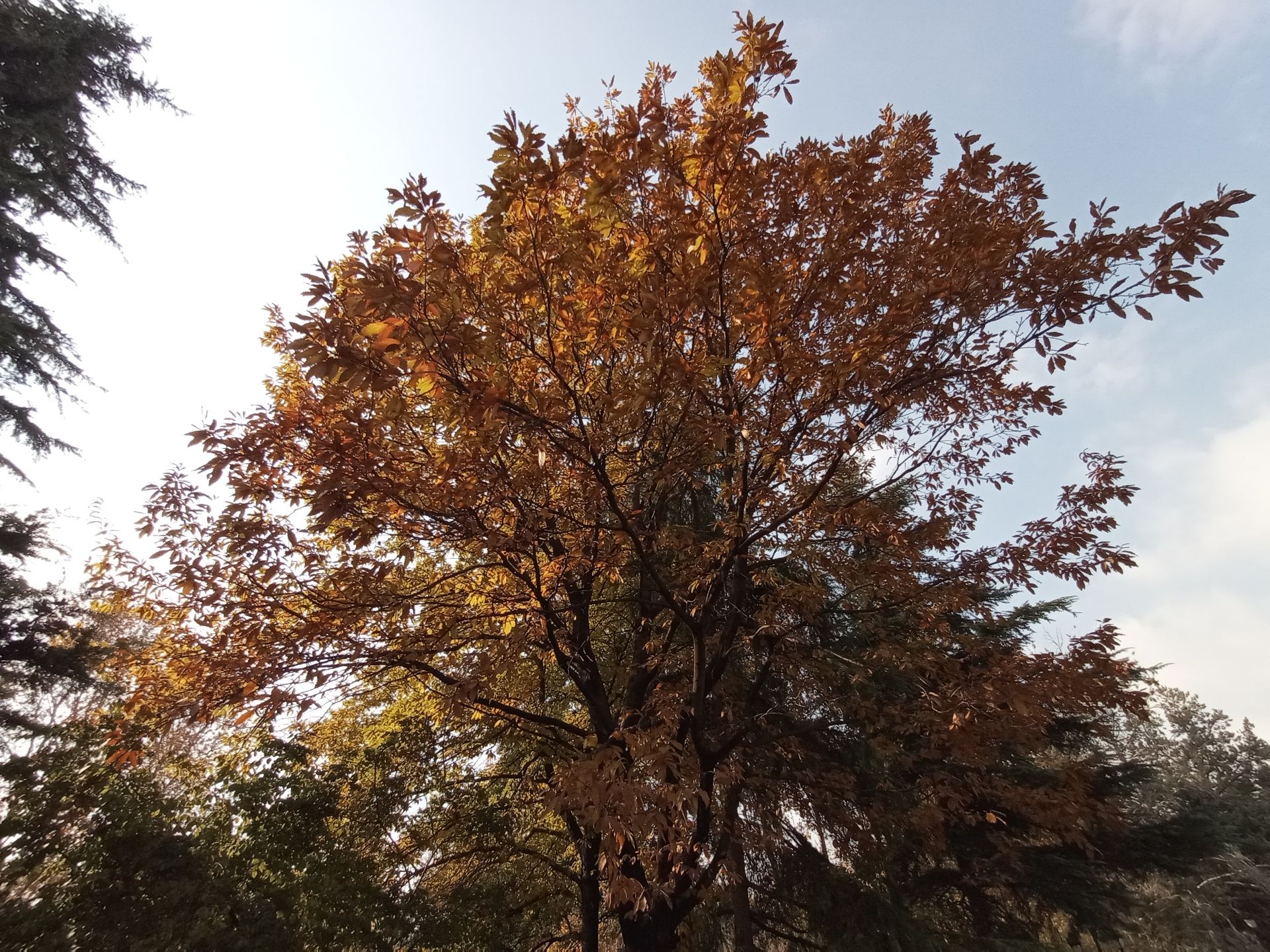 مرجع متخصصين ايران نمونه عكس دوربين اولتراوايد موبايل هواوي Y9a در طول روز - درختي با برگ‌هاي پاييزي در پارك ملت تهران