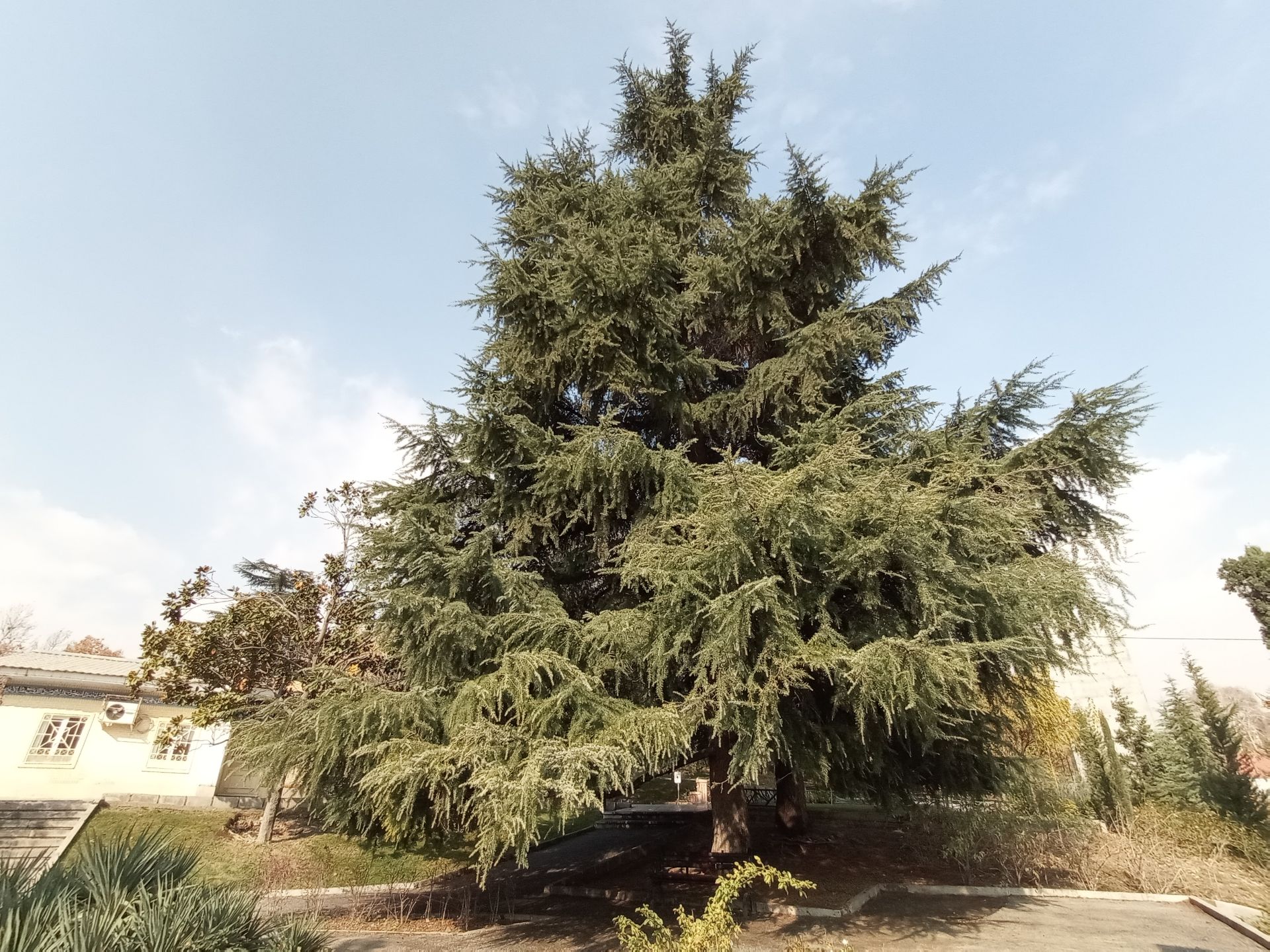 مرجع متخصصين ايران نمونه عكس دوربين اولتراوايد موبايل هواوي Y9a در طول روز - درختي در پارك ملت تهران