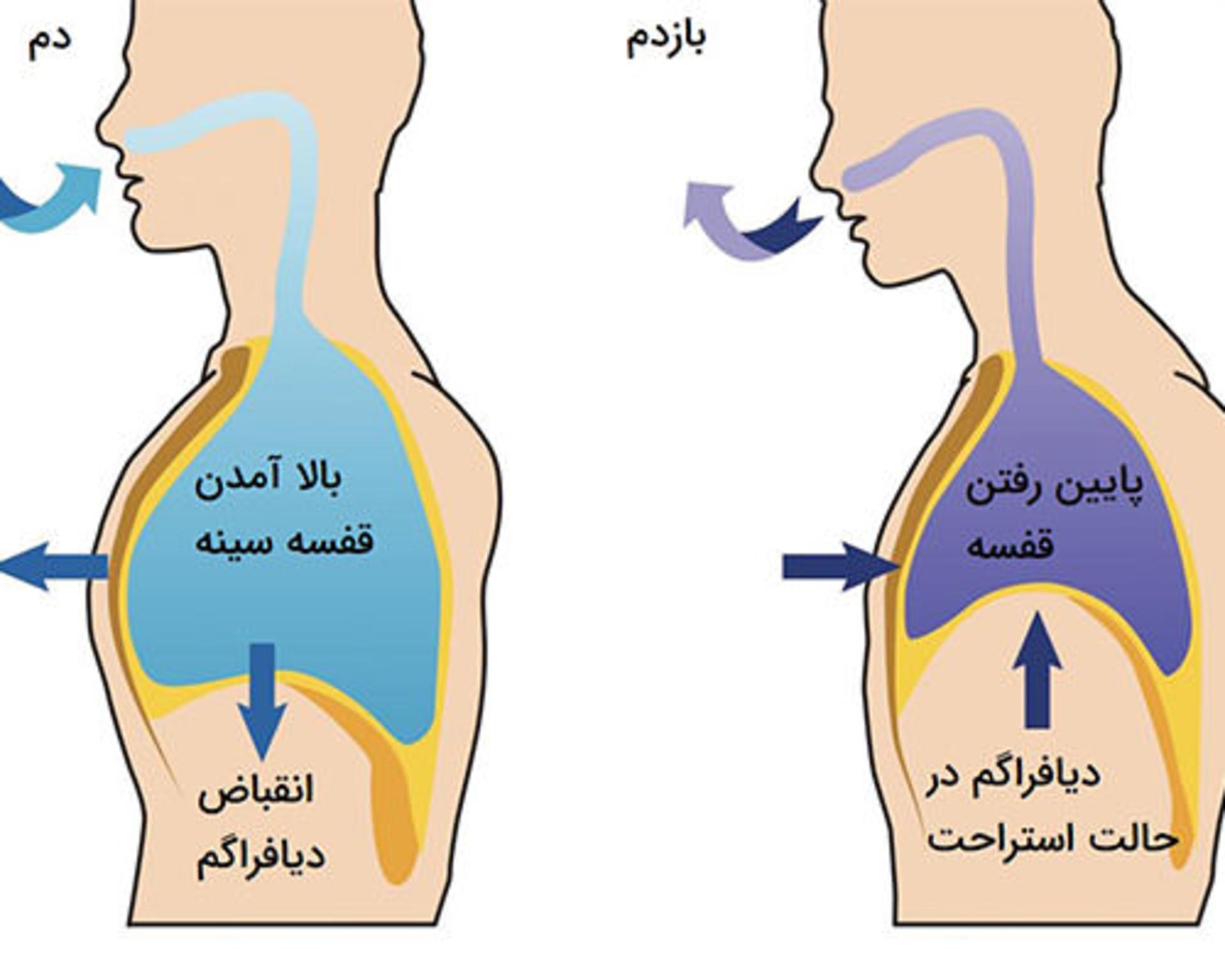 دم و بازدم