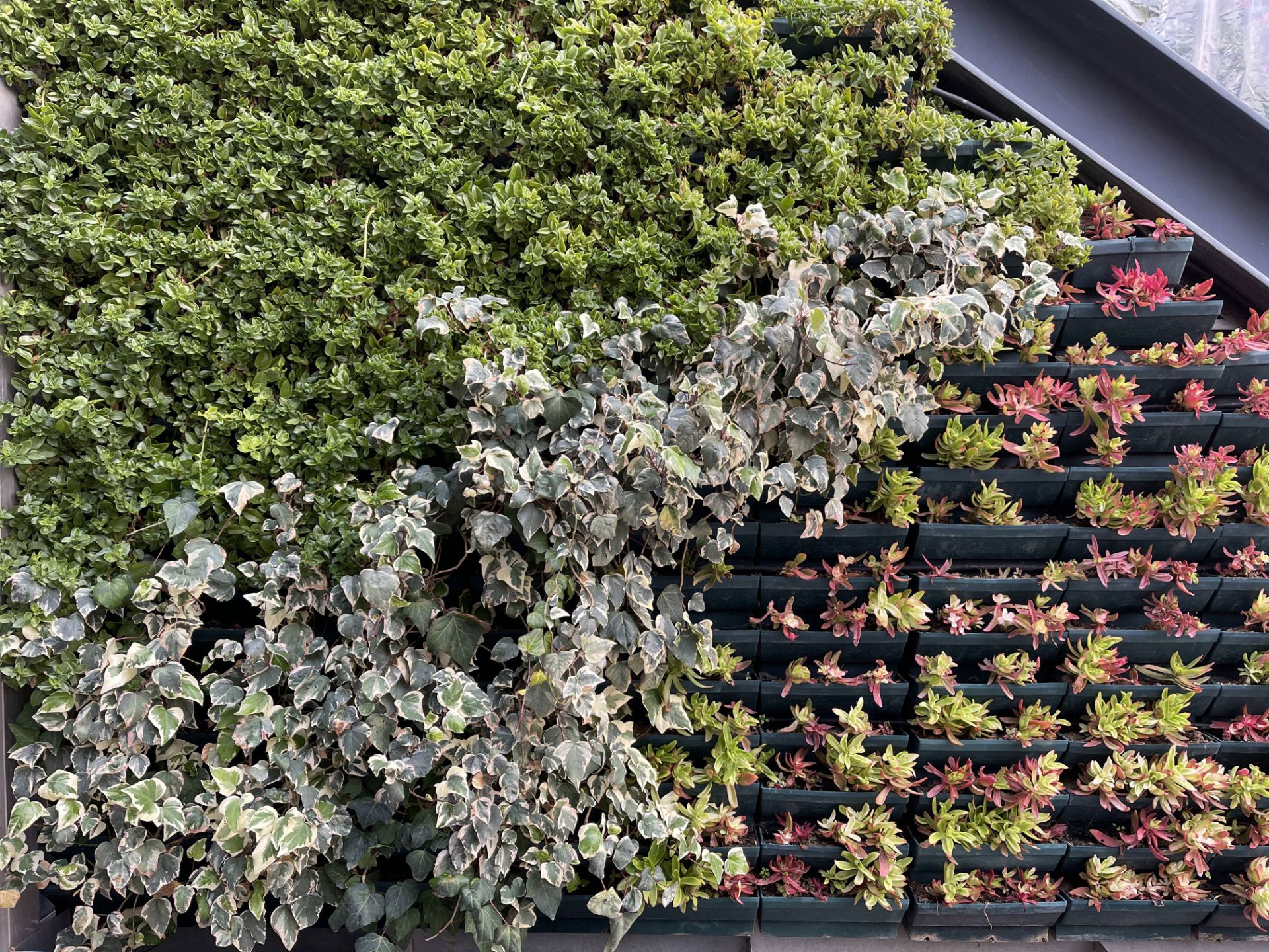 نمونه عکس دوربین اصلی آیفون ۱۲ پرو مکس در طول روز - گیاه تزئینی در باغ کتاب تهران