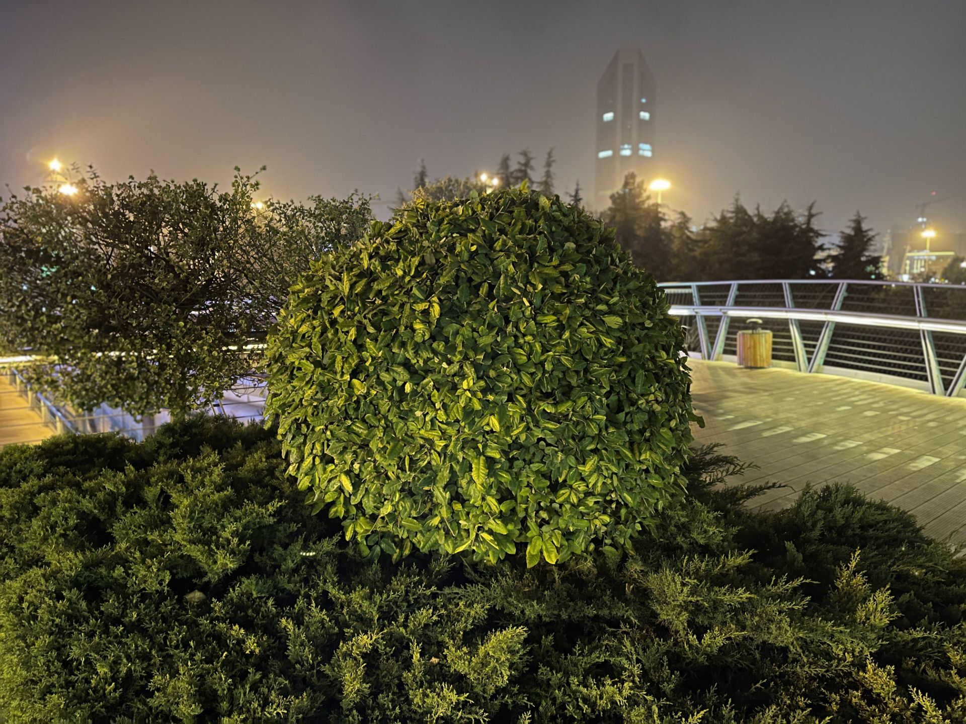 نمونه‌عکس پرتره آیفون ۱۲ پرو مکس - گیاهی در پل طبیعت تهران