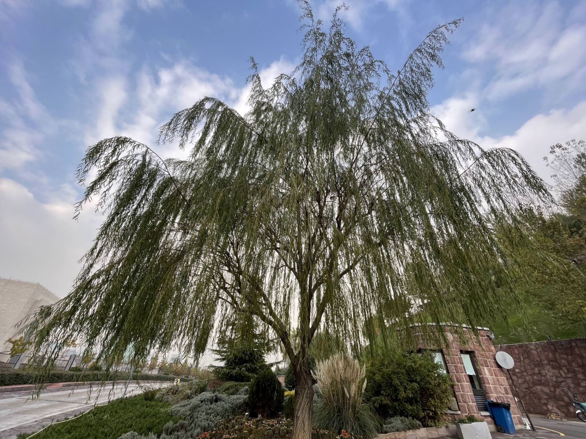 نمونه‌عکس دوربین اولتراواید آیفون ۱۲ پرو مکس - درختی در باغ کتاب تهران