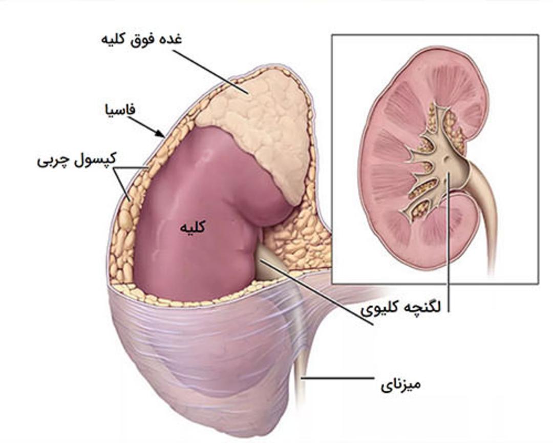 لایه پوشاننده کلیه