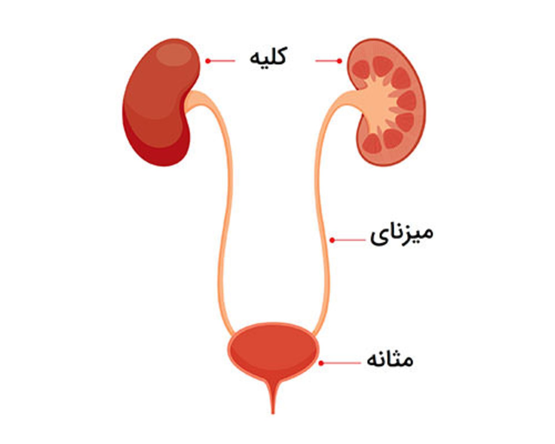 ارتباط کلیه با مثانه