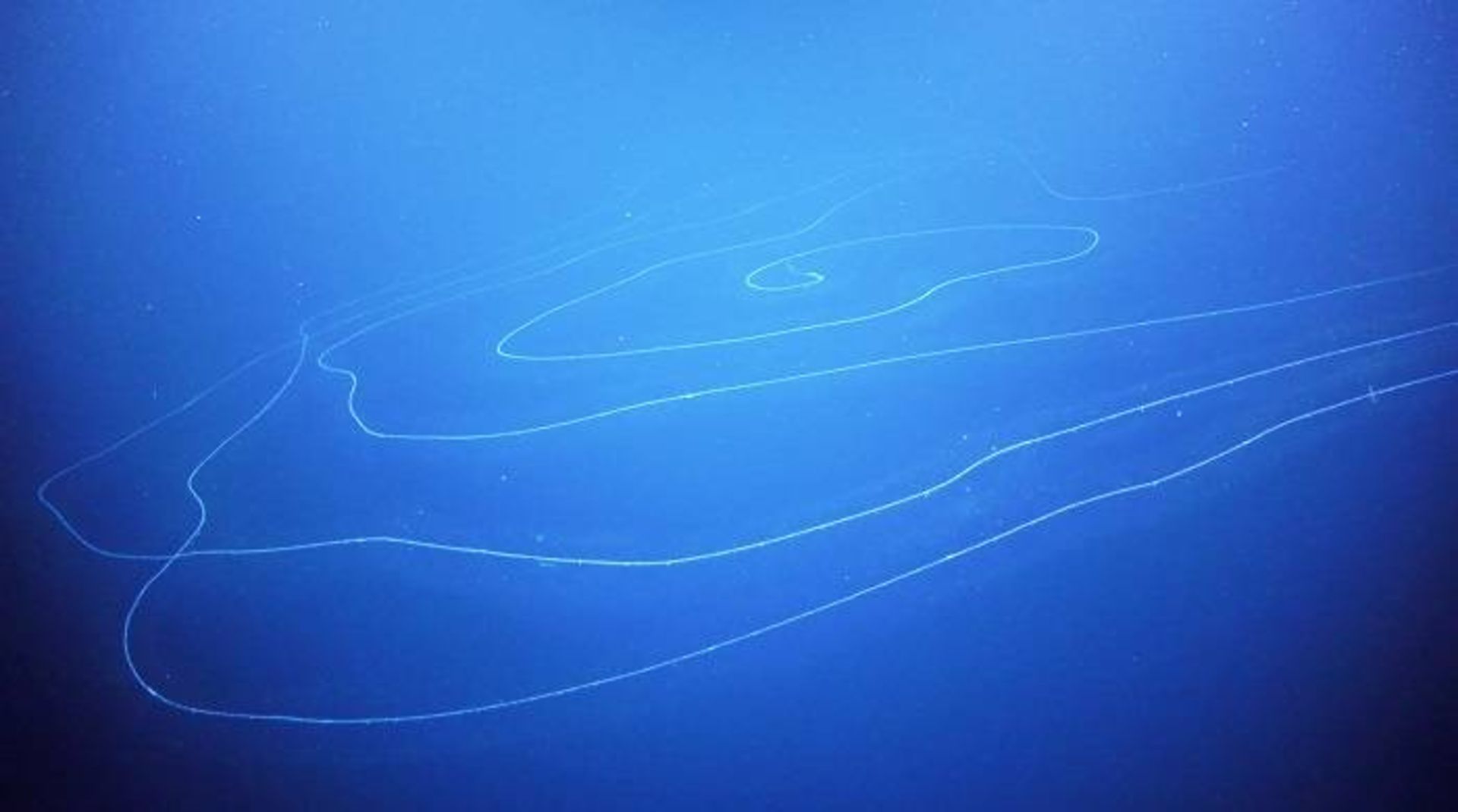  سیفونوفور طویل / long Siphonophore