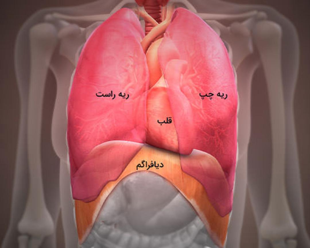 ریه انسان