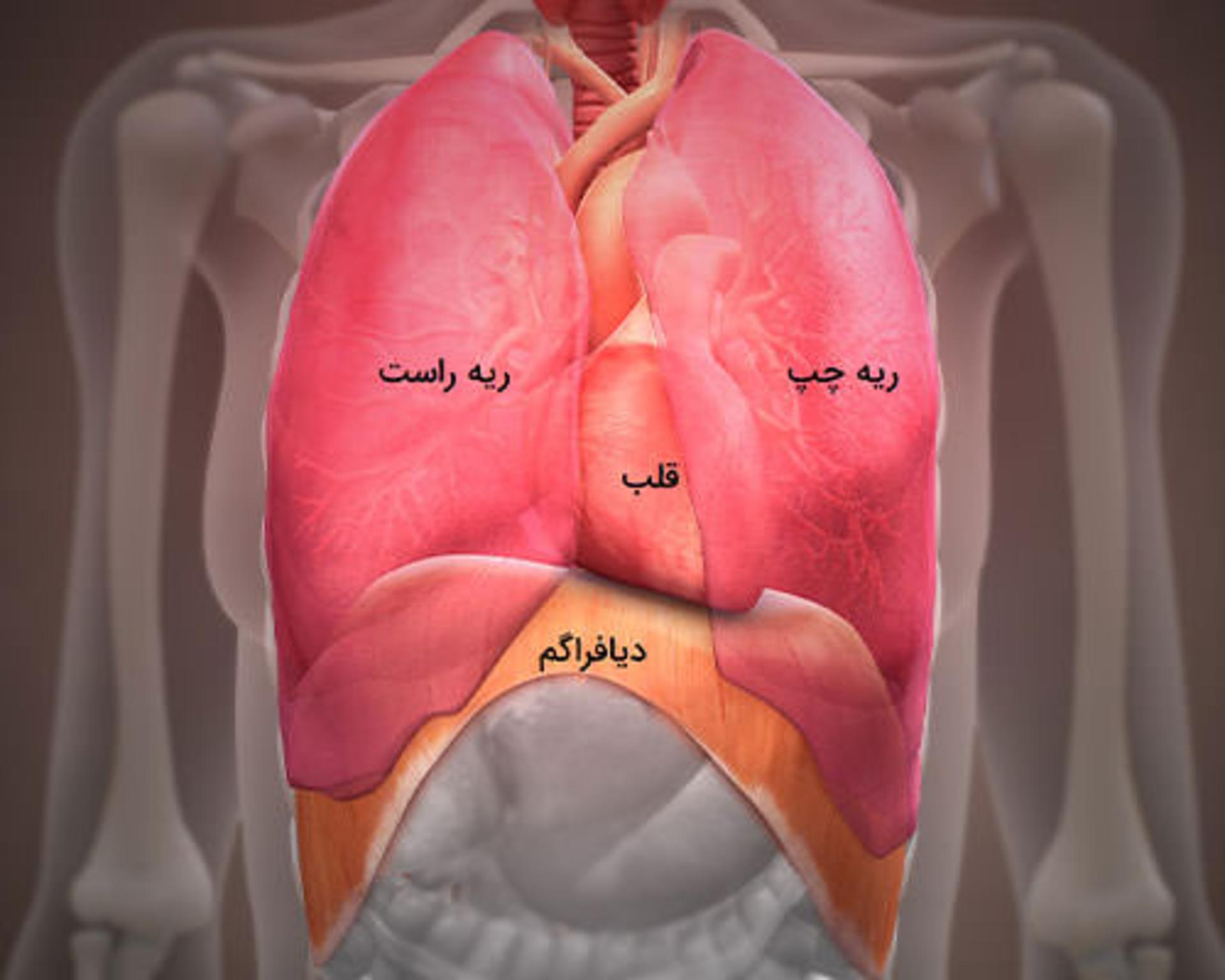 ریه انسان