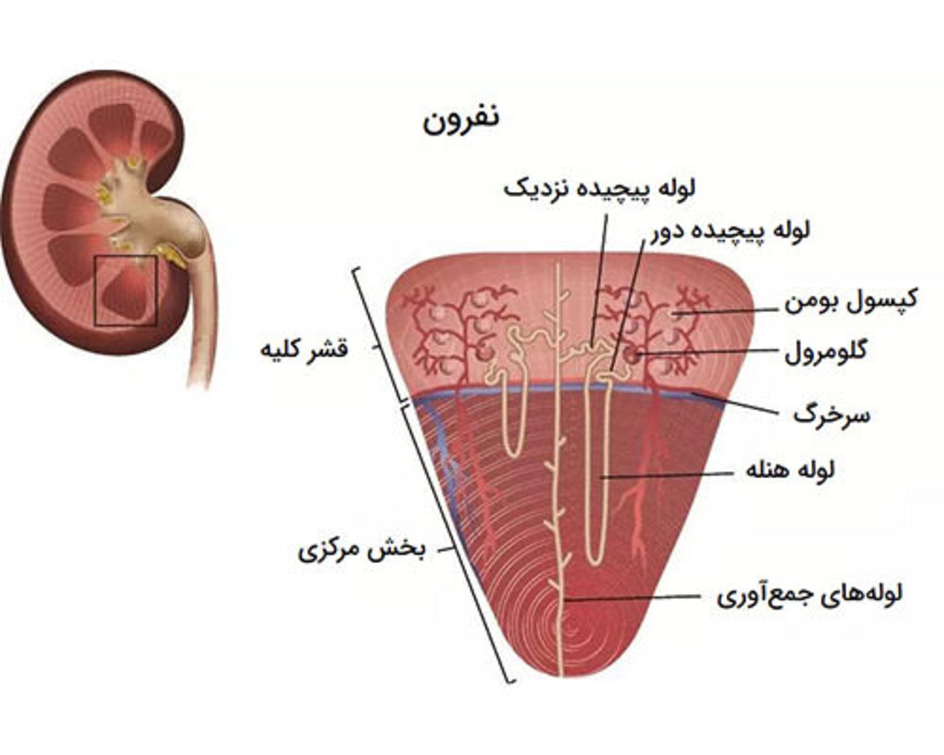 نفرون های کلیه