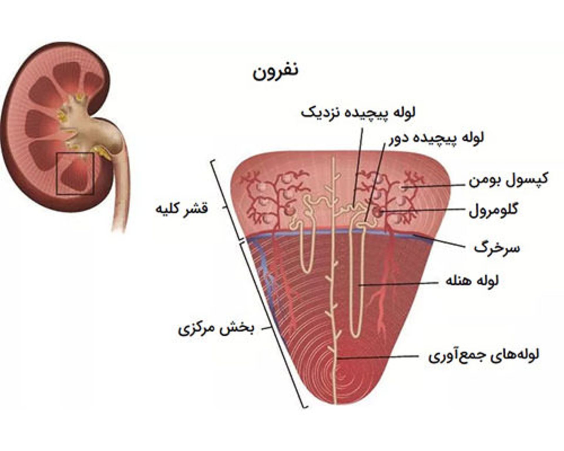 نفرون های کلیه