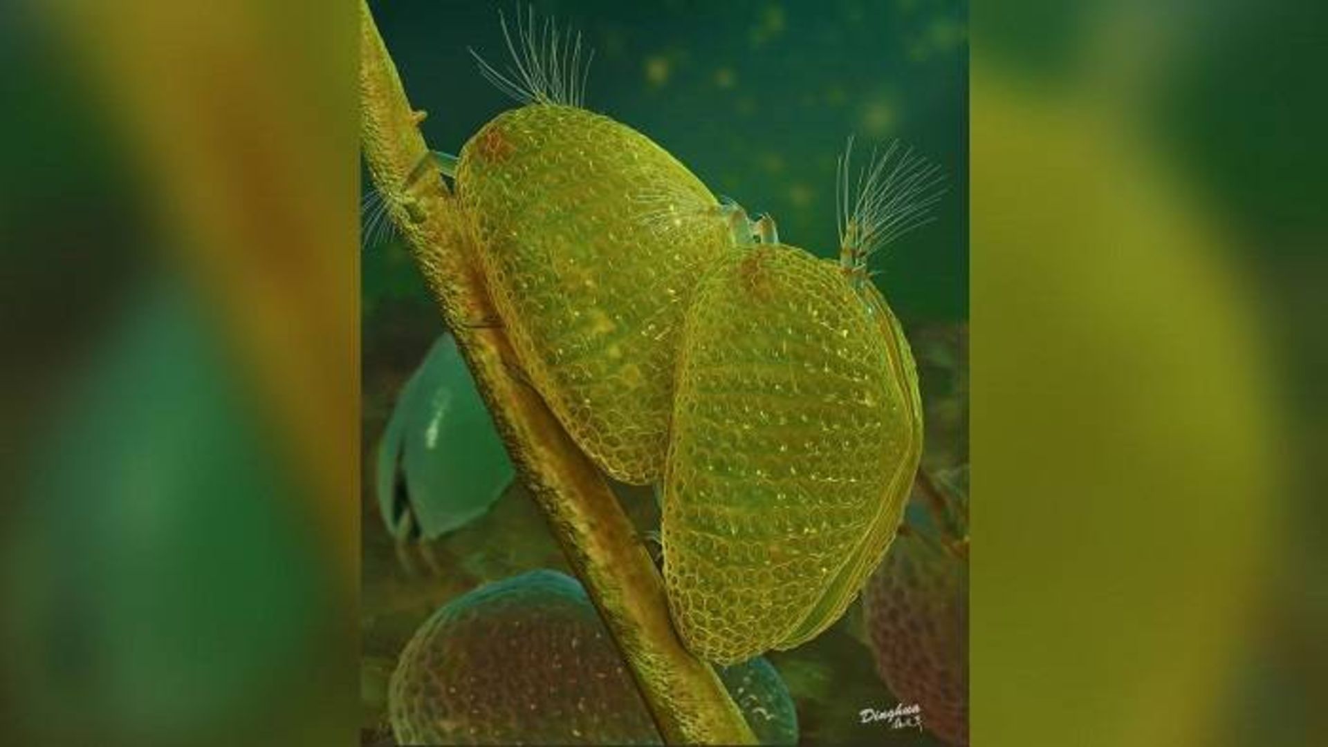 جفت گیری استراکودها /  ostracods mating