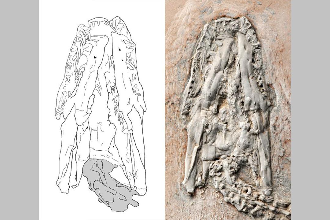 oldest python fossil/قدیمی ترین فسیل پیتون