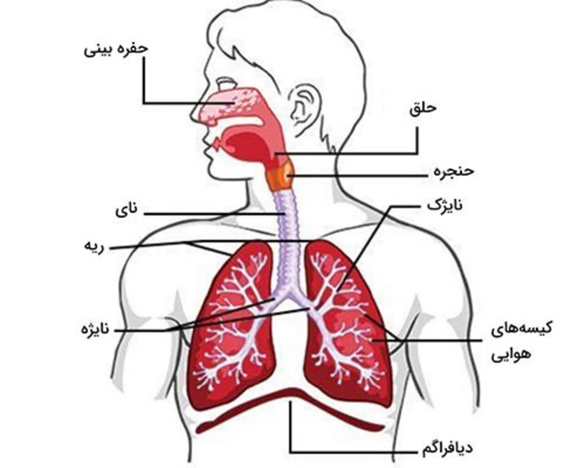 اجزای سیستم تنفسی انسان
