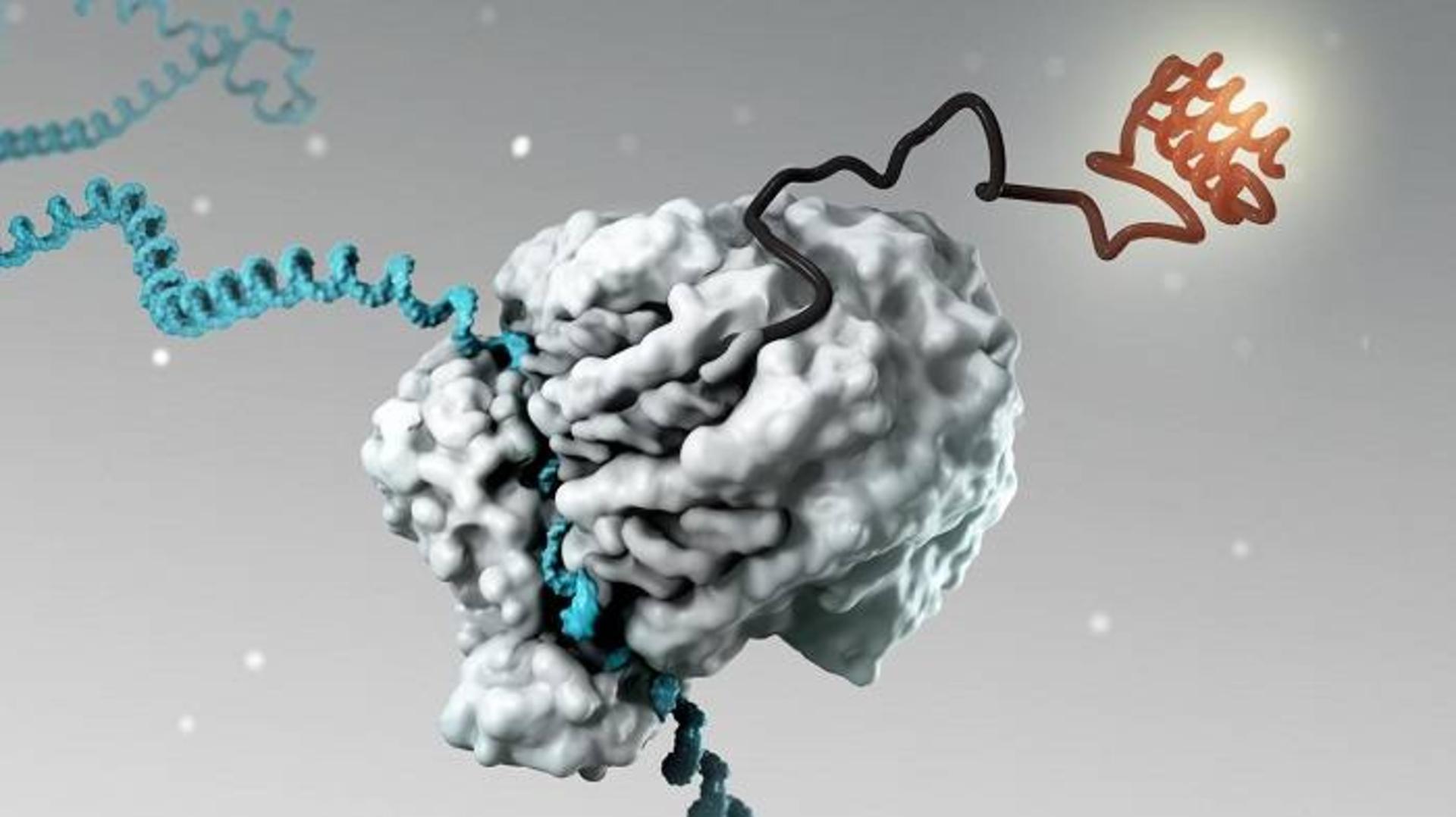 سنتز پروتئین / protein synthesis