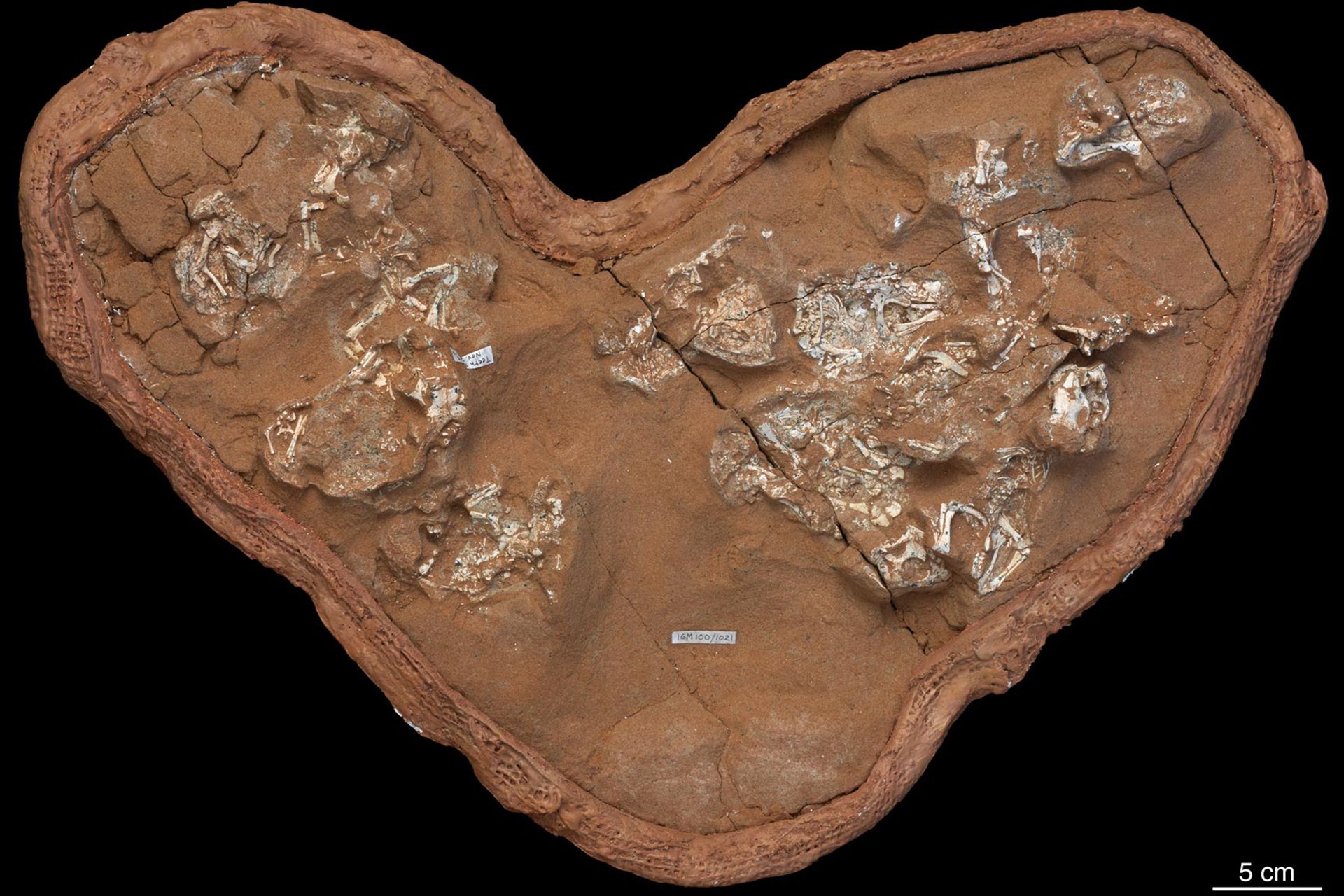 coolest dinosaur findings of 2020/کشف های جالب دایناسورها