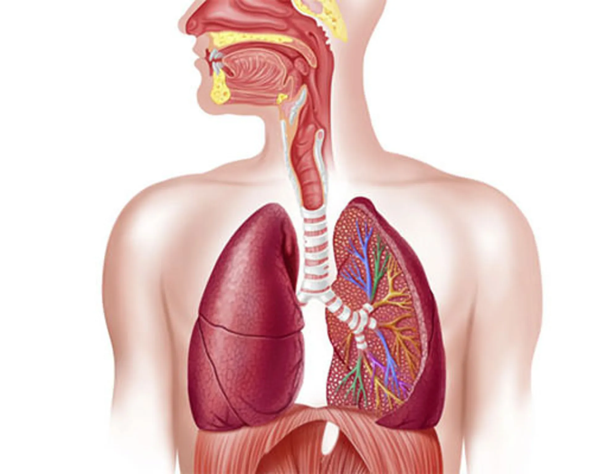 سیستم تنفسی