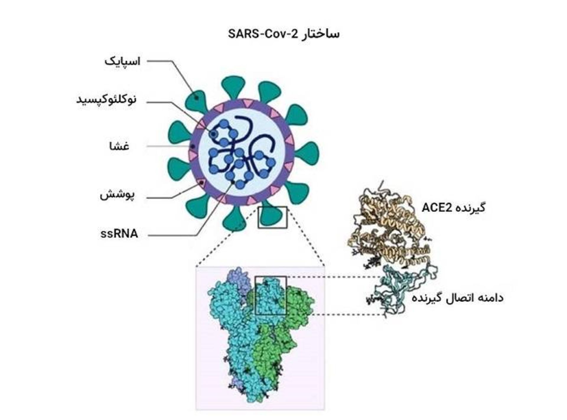 مرجع متخصصين ايران ويروس كرونا و پروتئين اسپايك / coronavirus spike protein