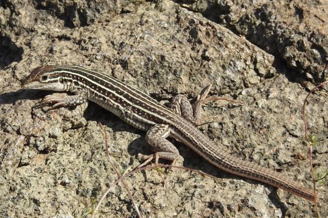 مارمولک دم شلاقی / whiptail lizard