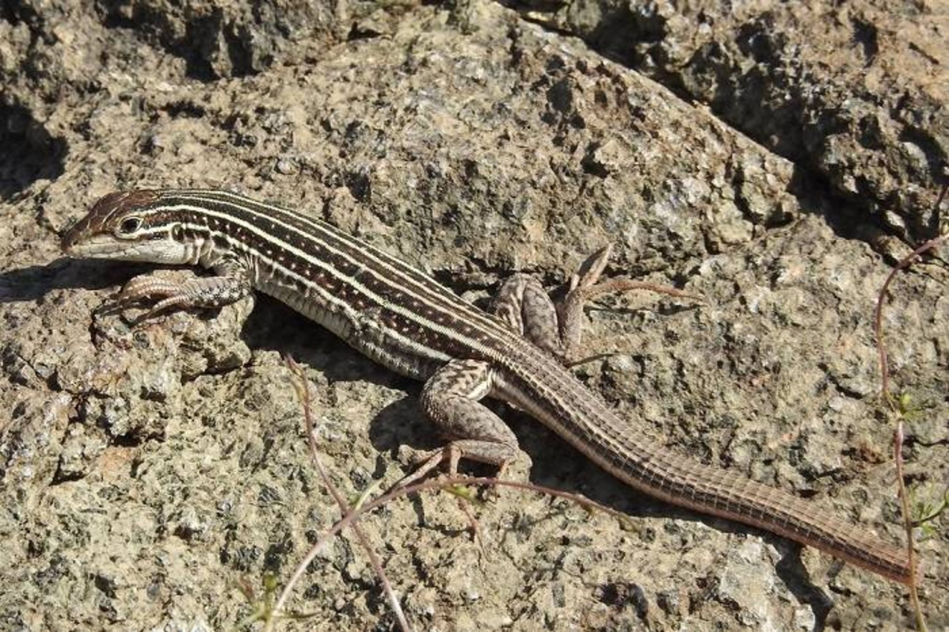 مارمولک دم شلاقی / whiptail lizard