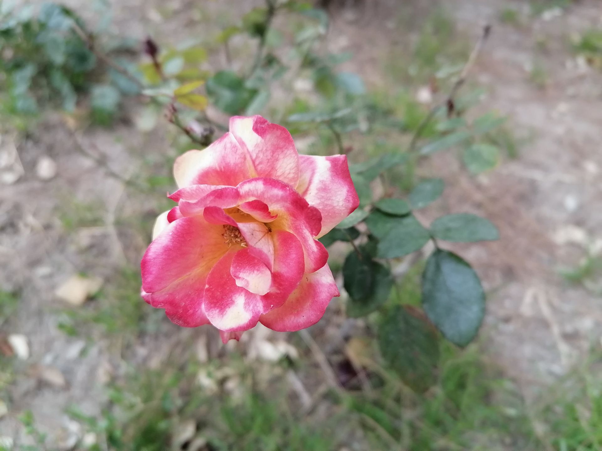 نمونه‌عکس Y9s در طول روز